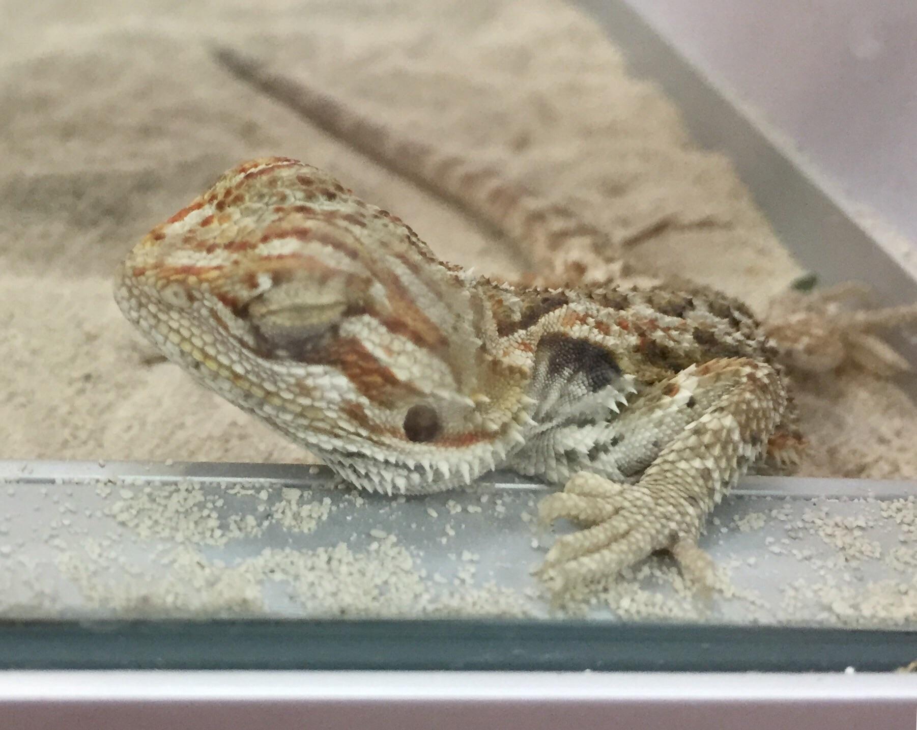 Sleeping baby bearded dragon. r/BeardedDragons