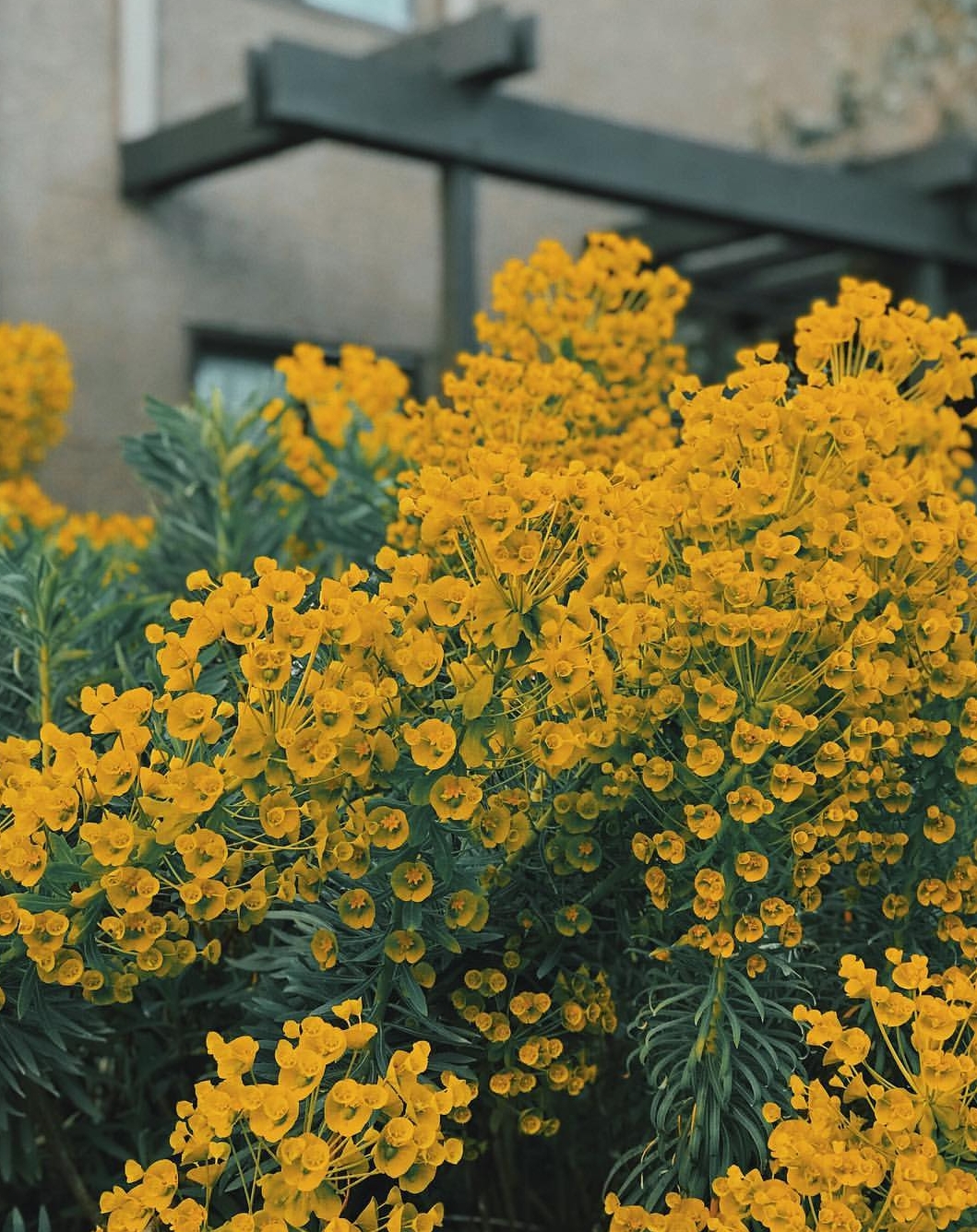 Vancouver Island, BC, Canada? r/whatsthisplant