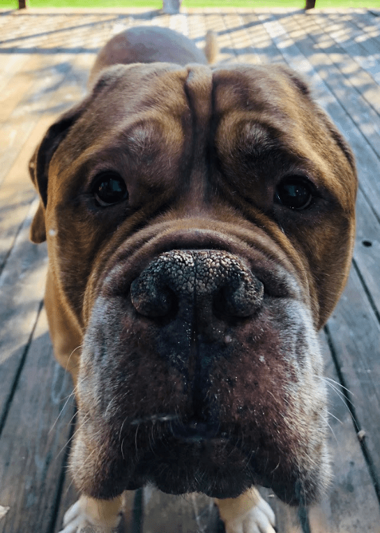He loves apples, which I'm holding, to a truly problematic extent...and