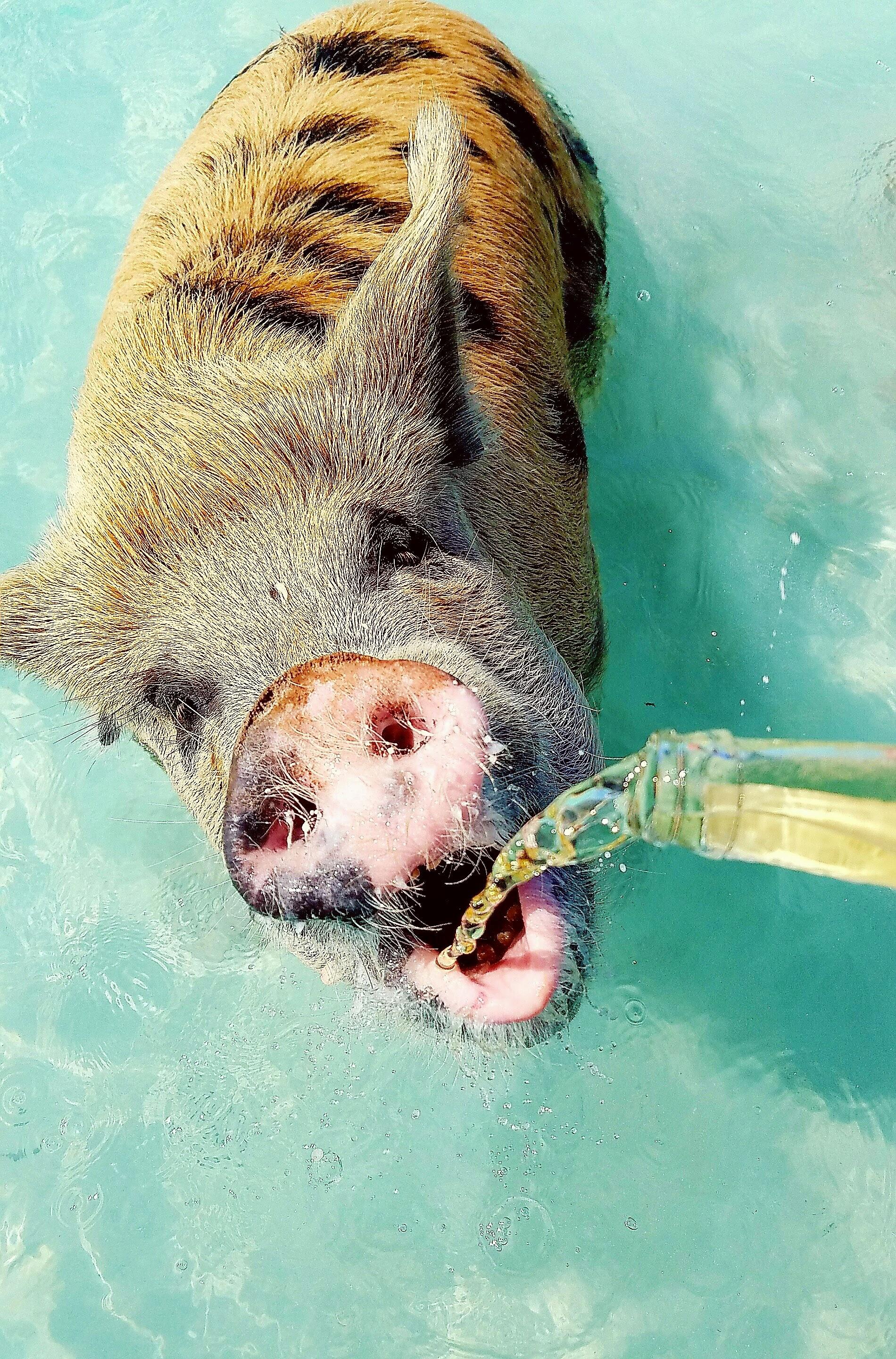Pig beach in the Bahamas. One came up and I gave him a
