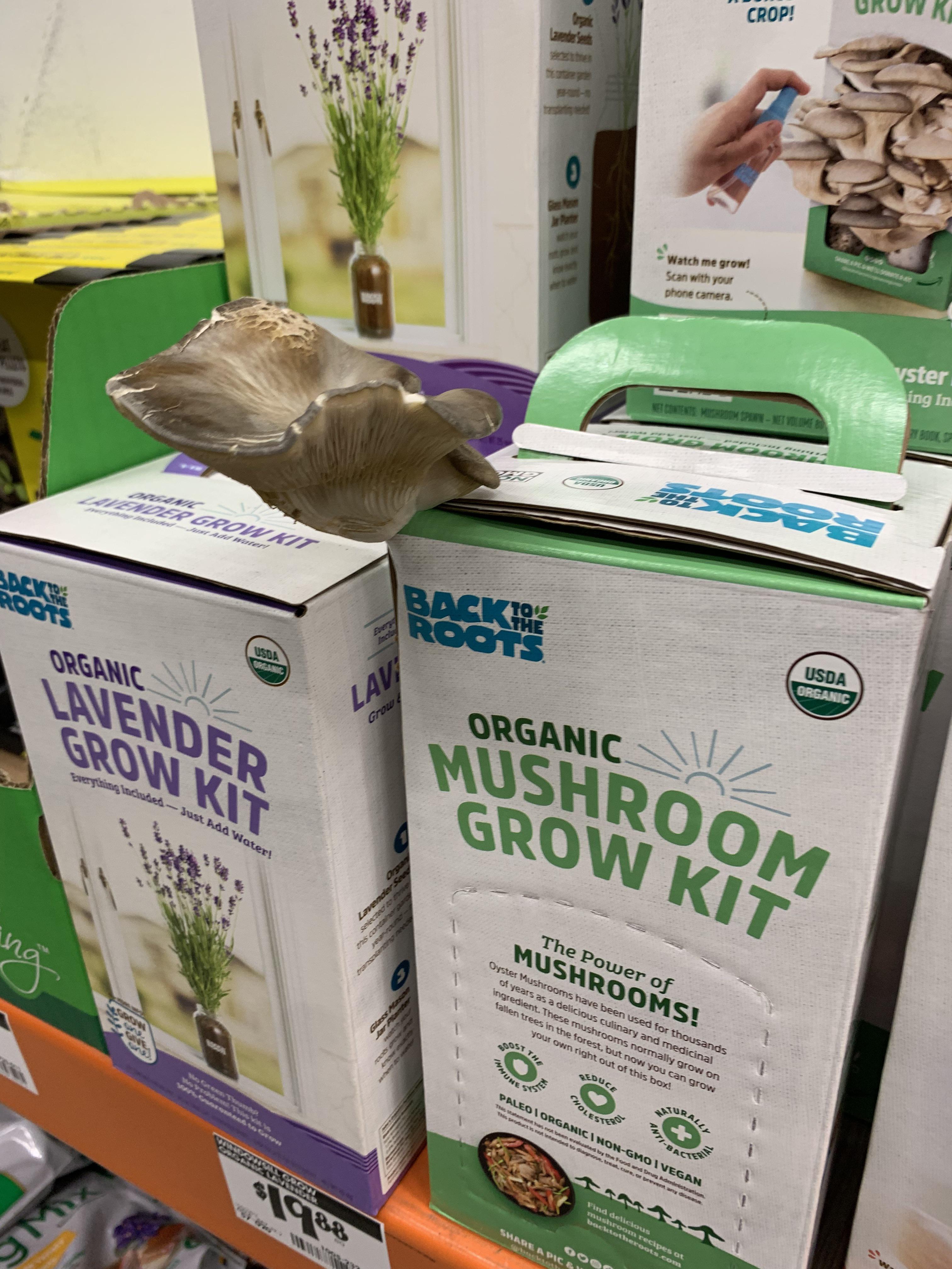One of the mushroom grow kits at my local home depot fruited in the