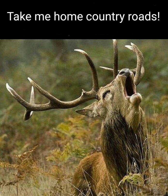So moose/elk memes then? r/dankmemes