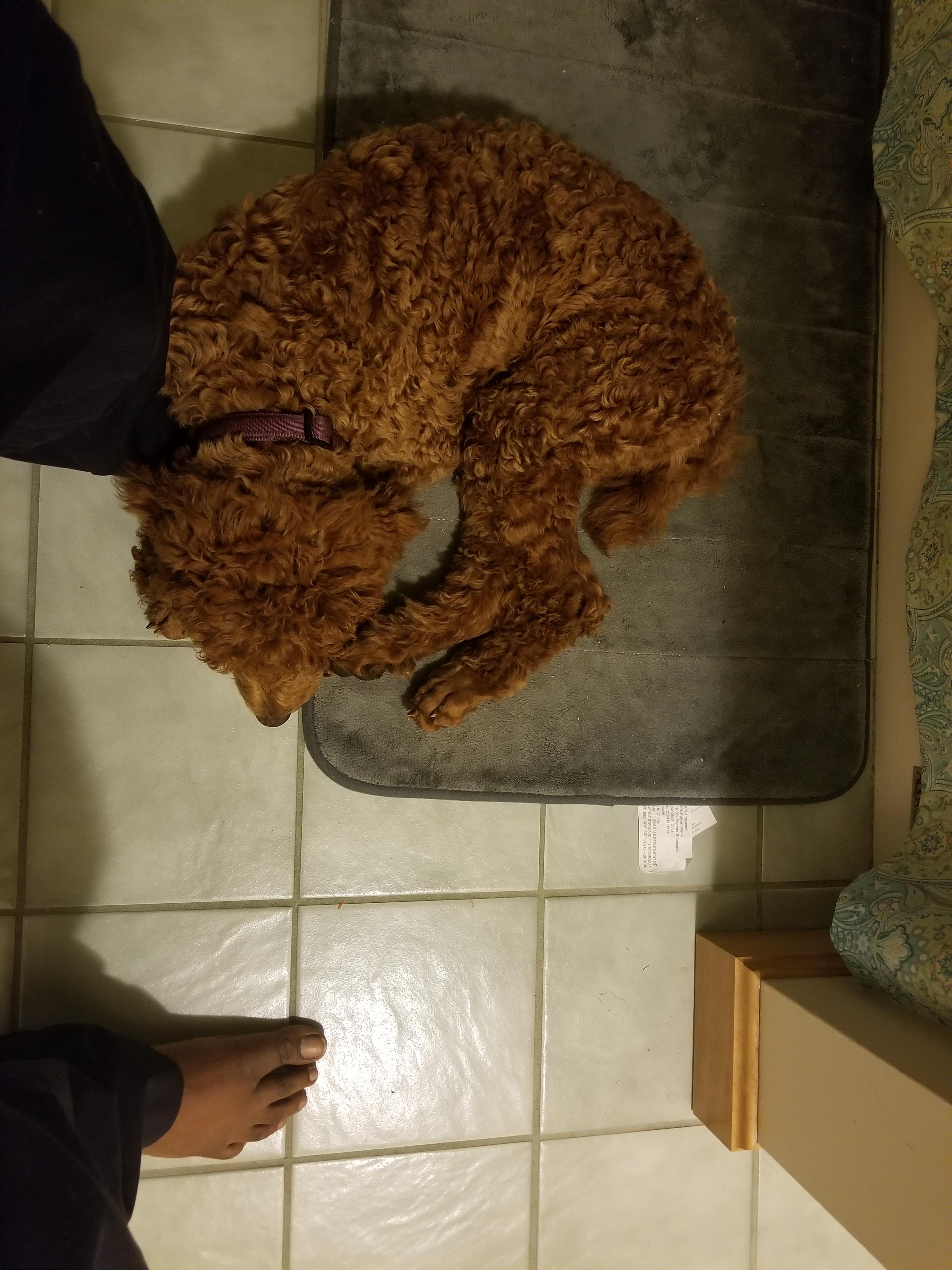 I wanted a velcro dog. I got a velcro dog 😅. r/poodles