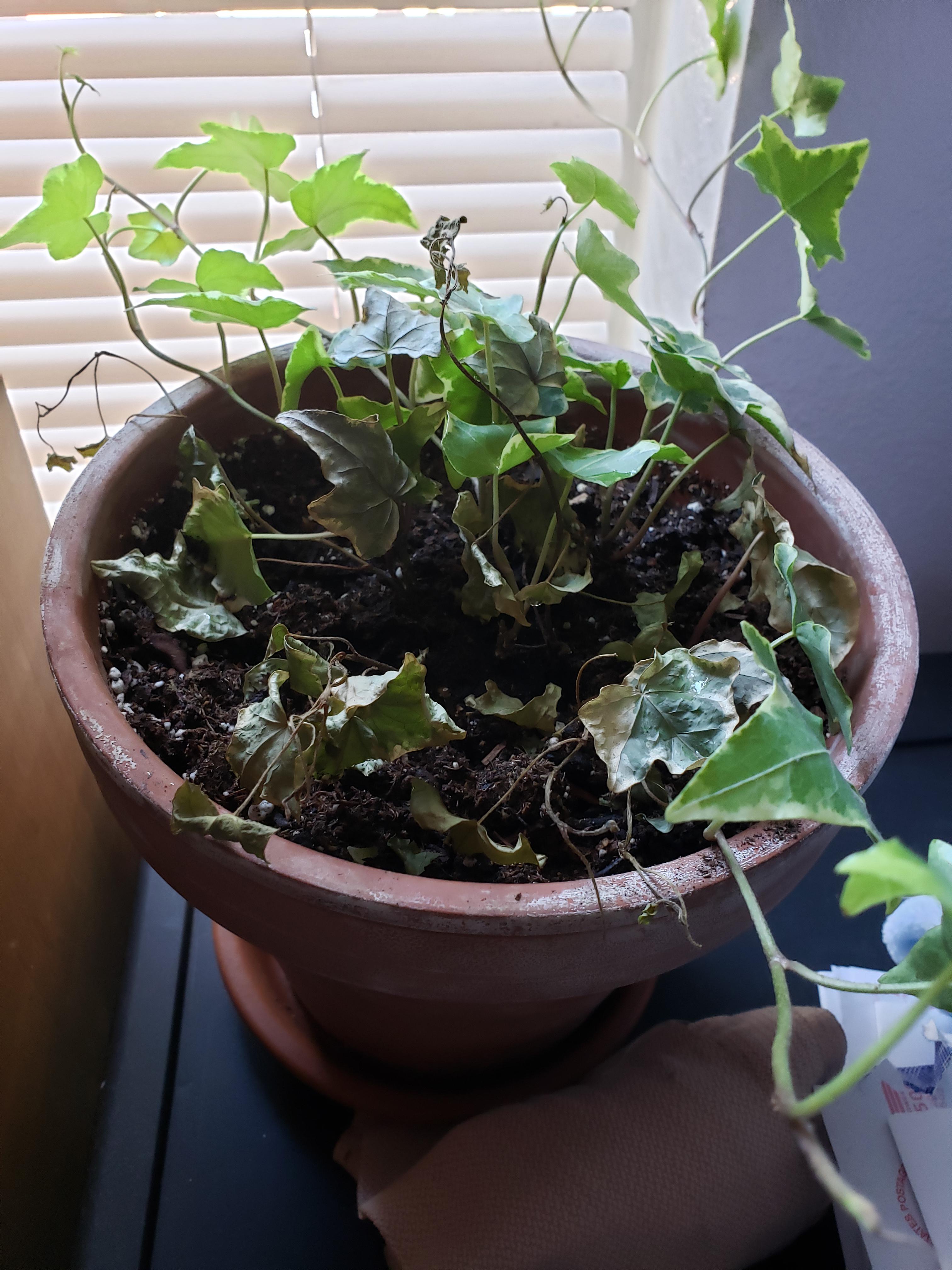 Why Are My Indoor Ivy Leaves Turning Brown