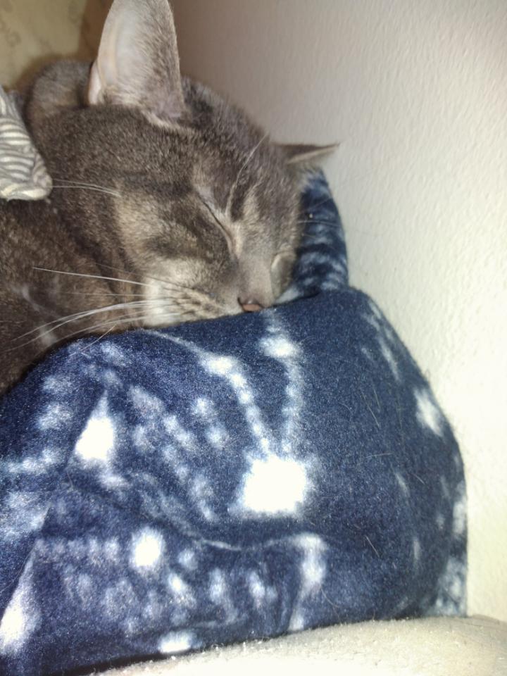 my nine year old cat sleep r/cats