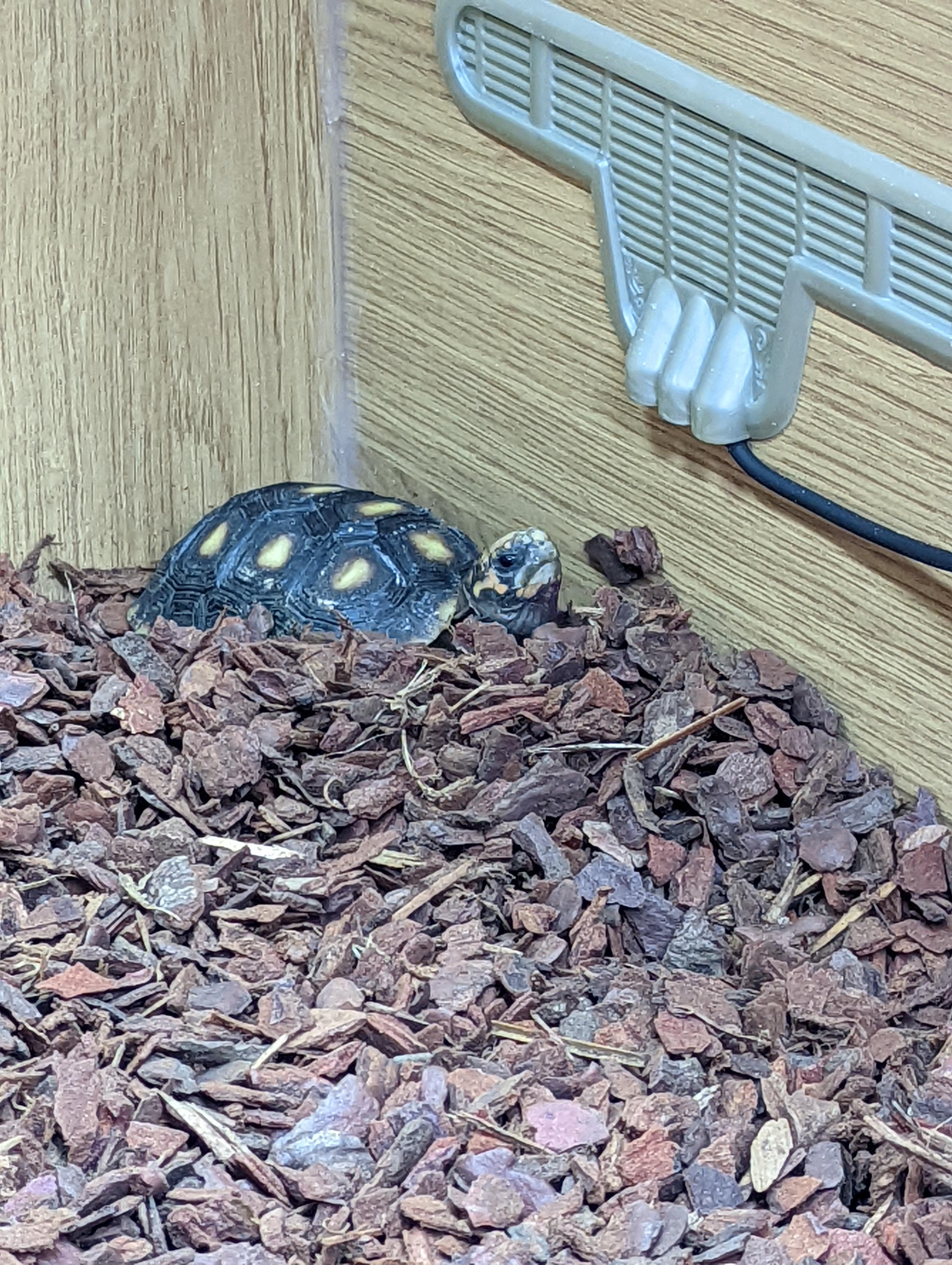 Hey guys, proud new, and first time owner of a tortoise here. I was
