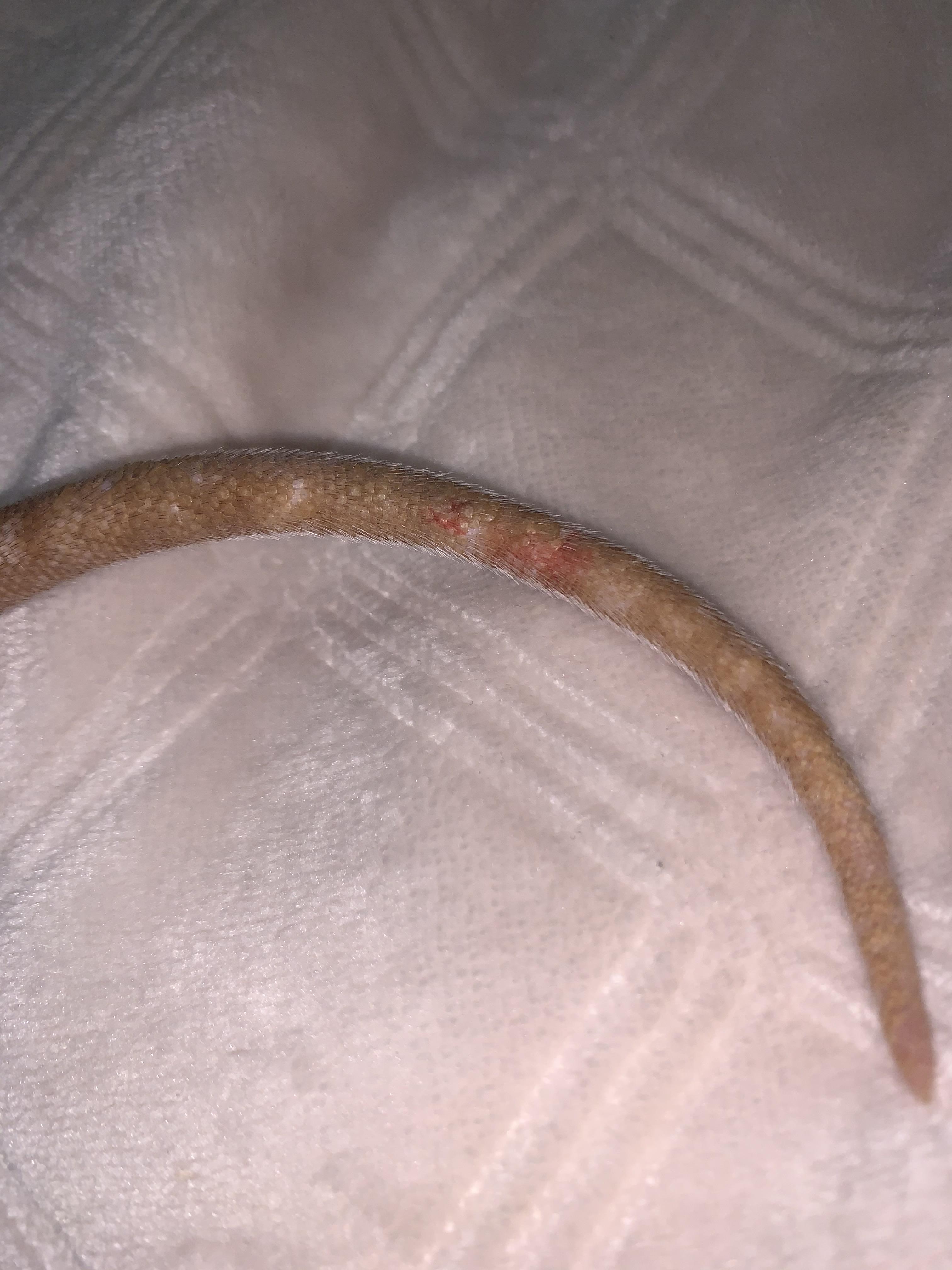 Red on rats tail wondering if a vet visit is needed or a heal on its
