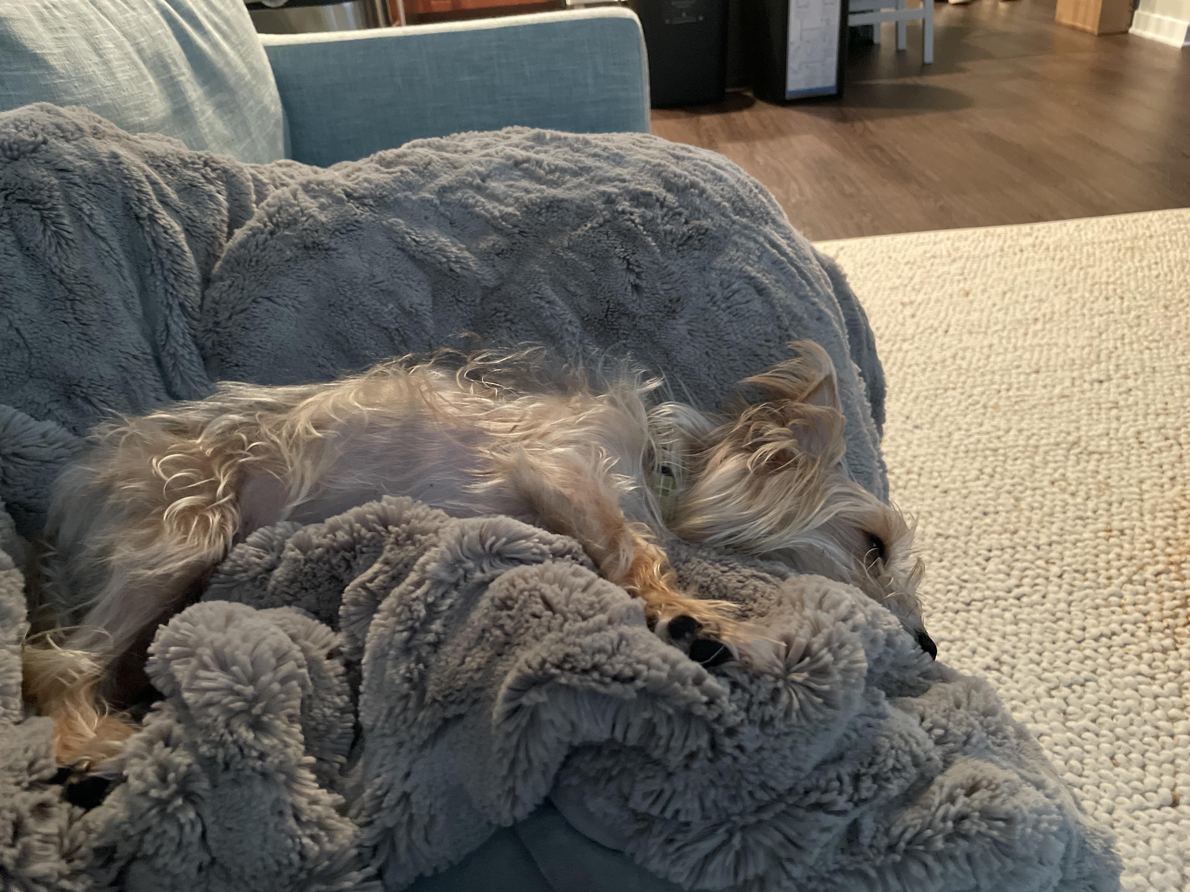 We thought we bought this weighted blanket for us….. r/Yorkies