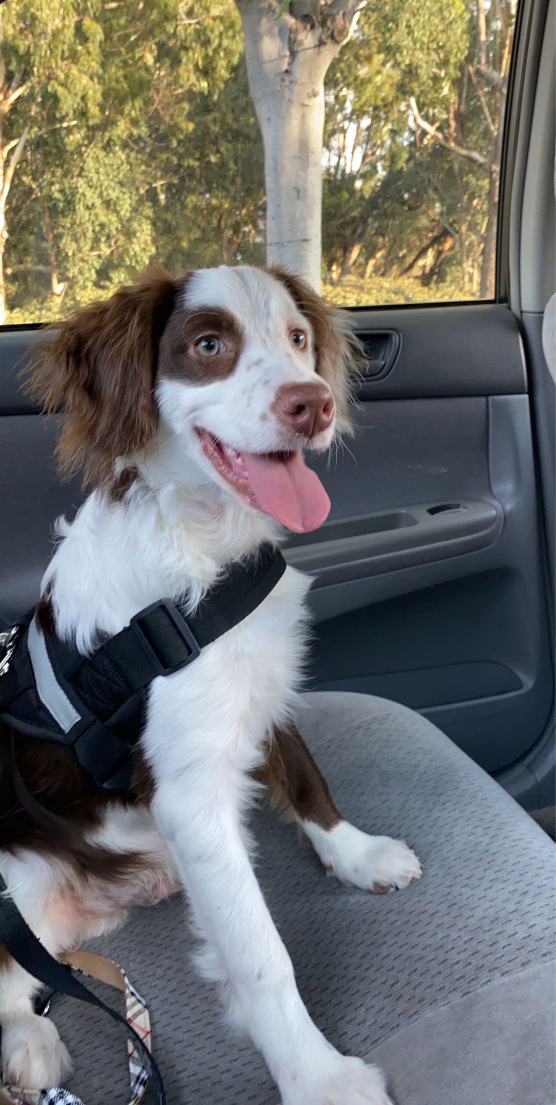 What’s the best puppy food for a CockerAussie? He’s 4.5 months old now