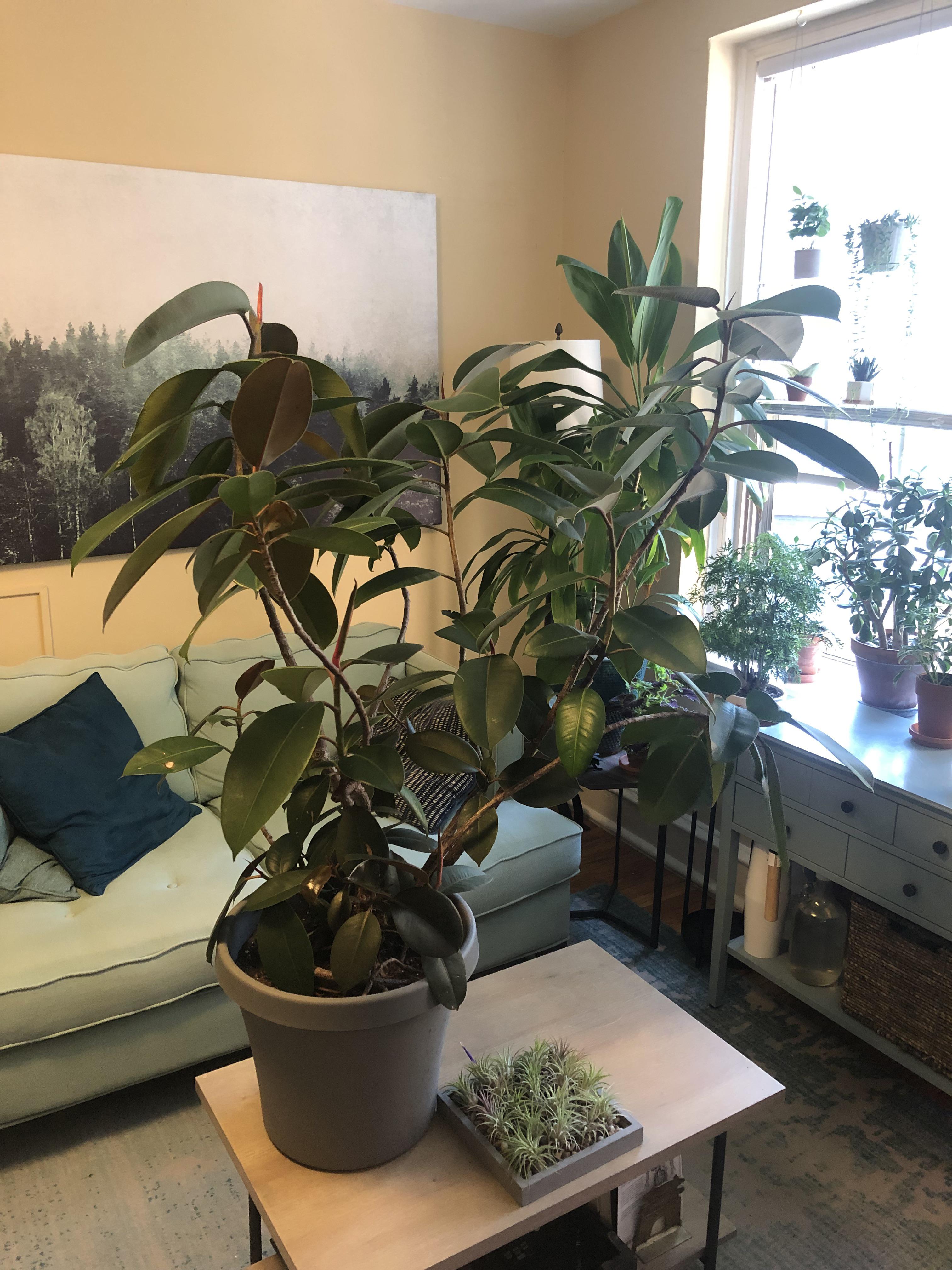 When you go pick up a free plant from Craigslist that didn’t have a