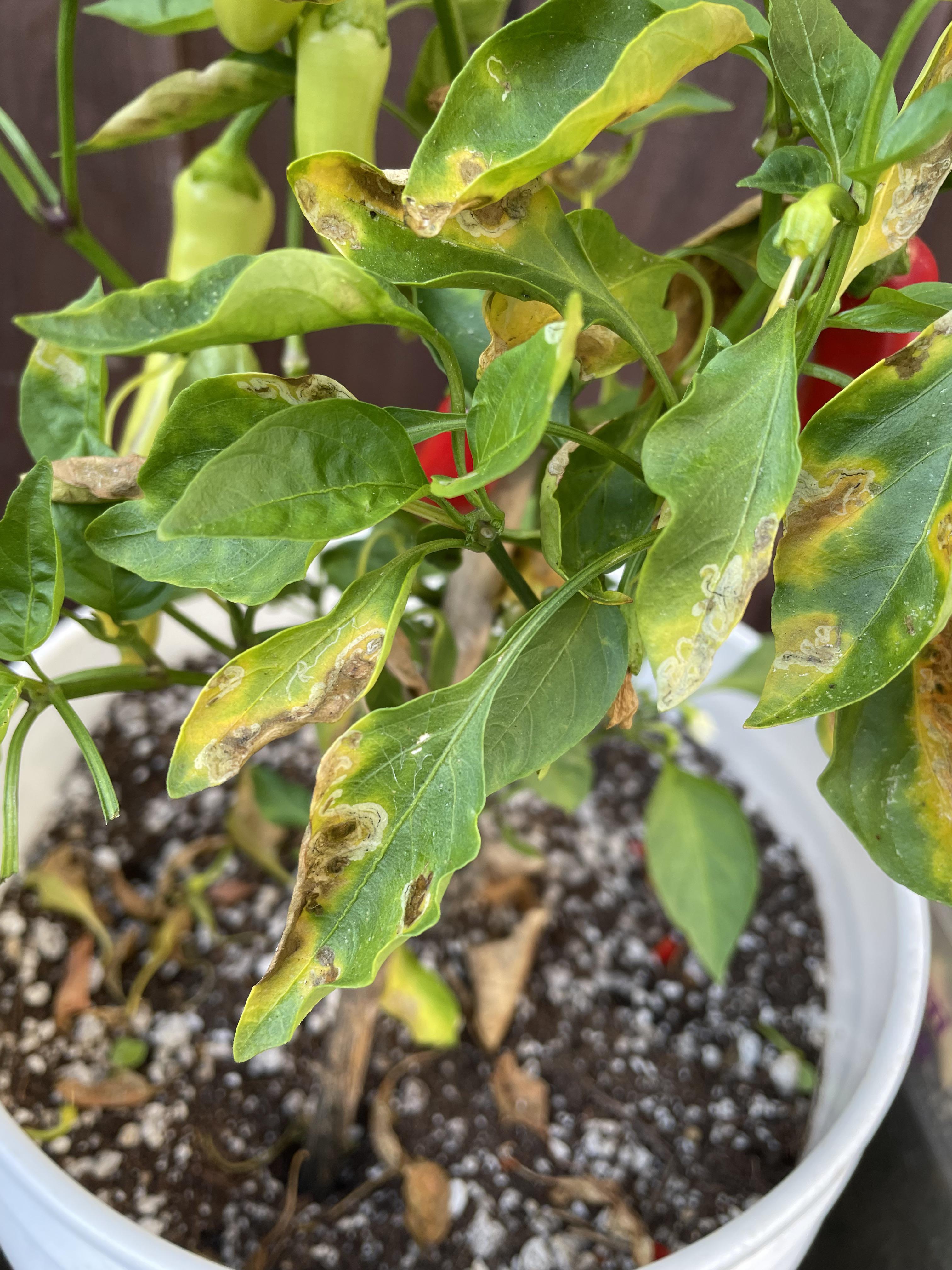 Any idea what’s happening to my pepper plant and how to fix? r/gardening