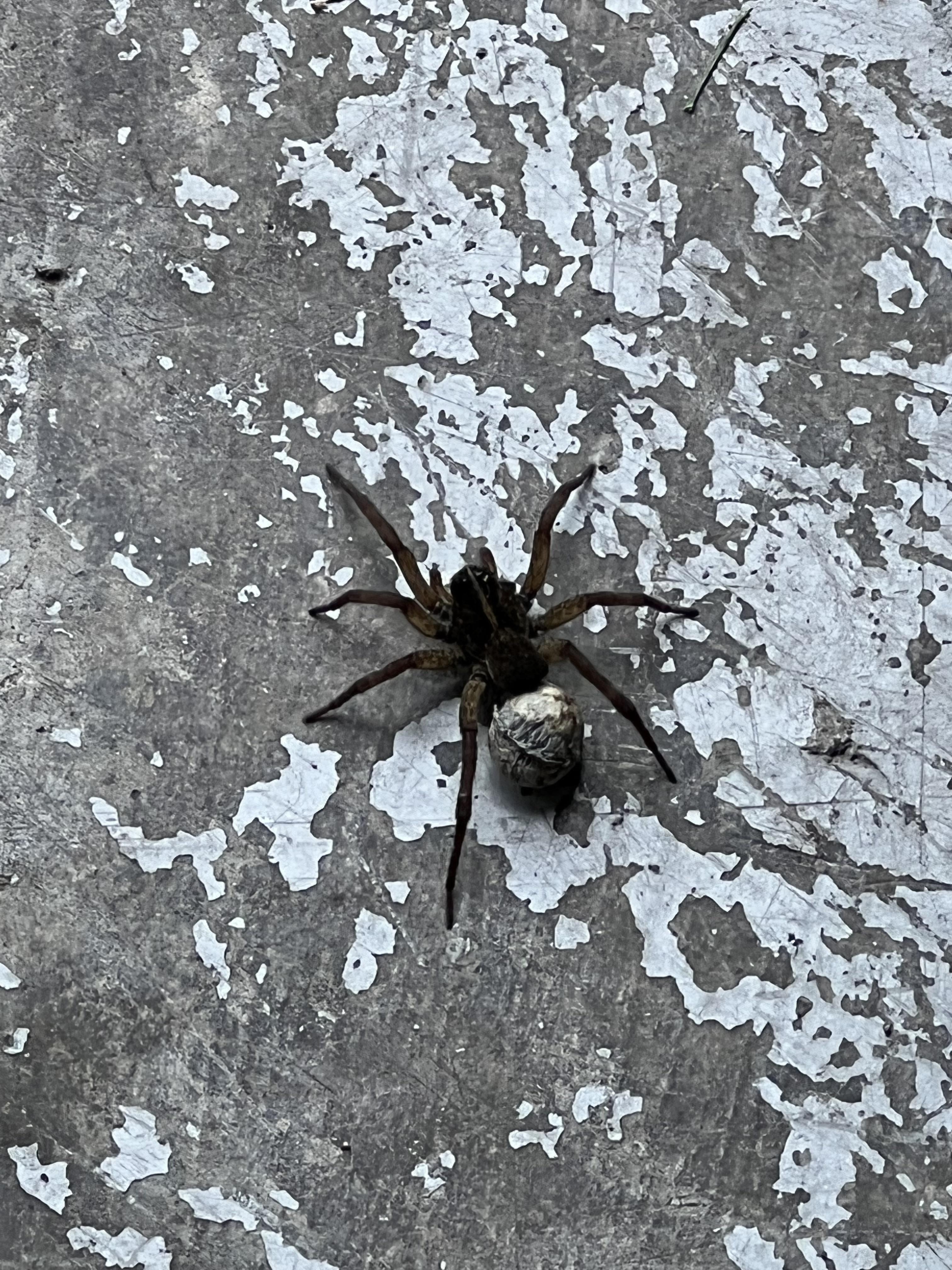 What is this spider? Found in central Indiana. The butt of it was white