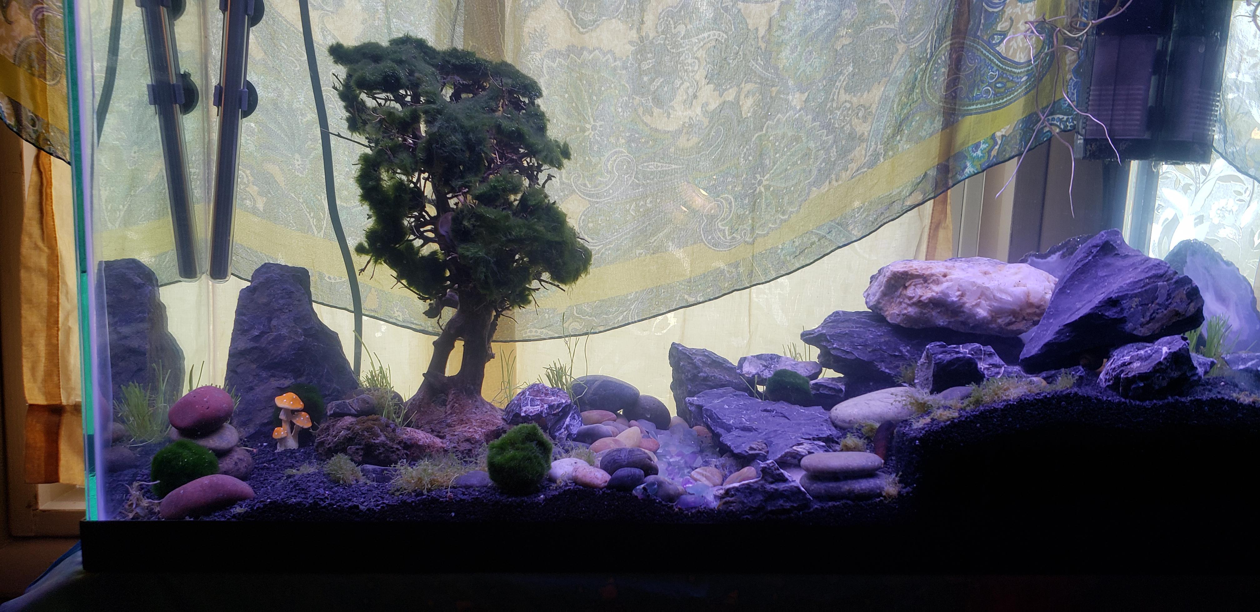 My first Aquarium built for snails and shrimp. Very excited to see how