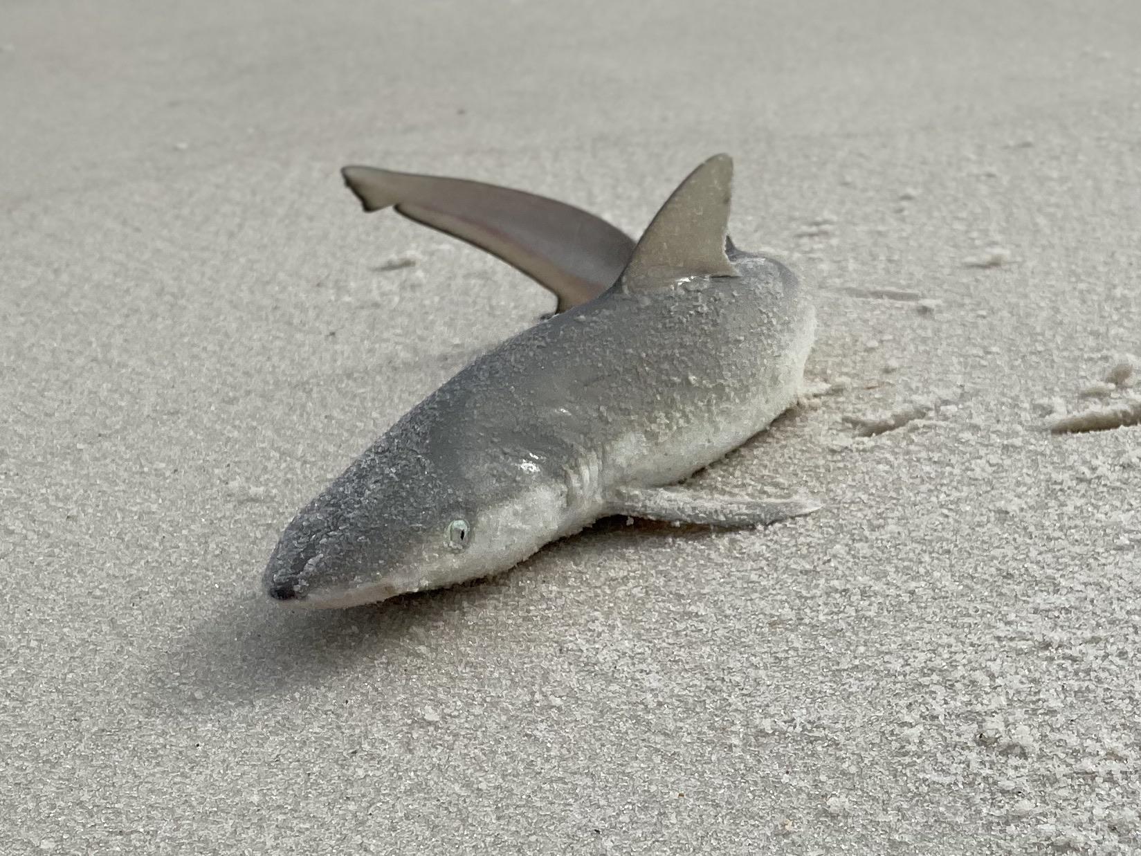 Does anyone know what kind of shark this is? We just saw him at a beach