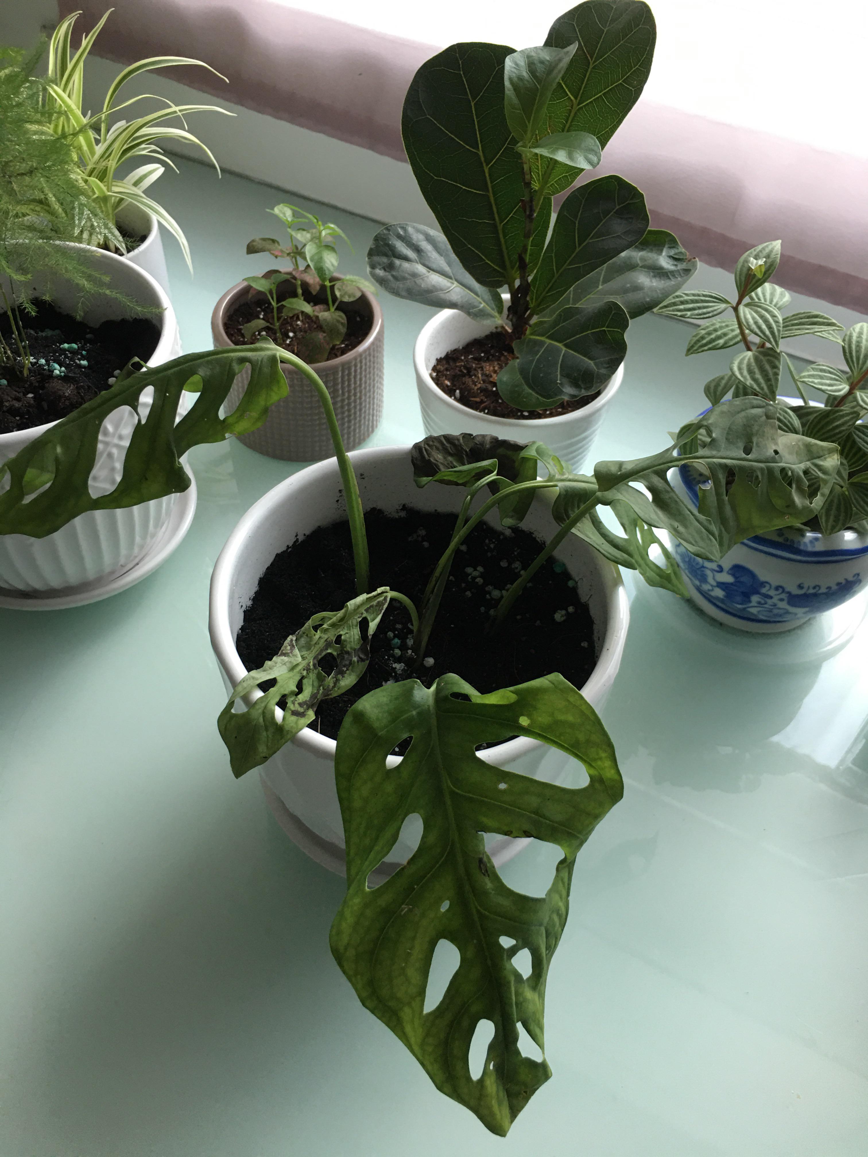 dying monstera ( r/plants