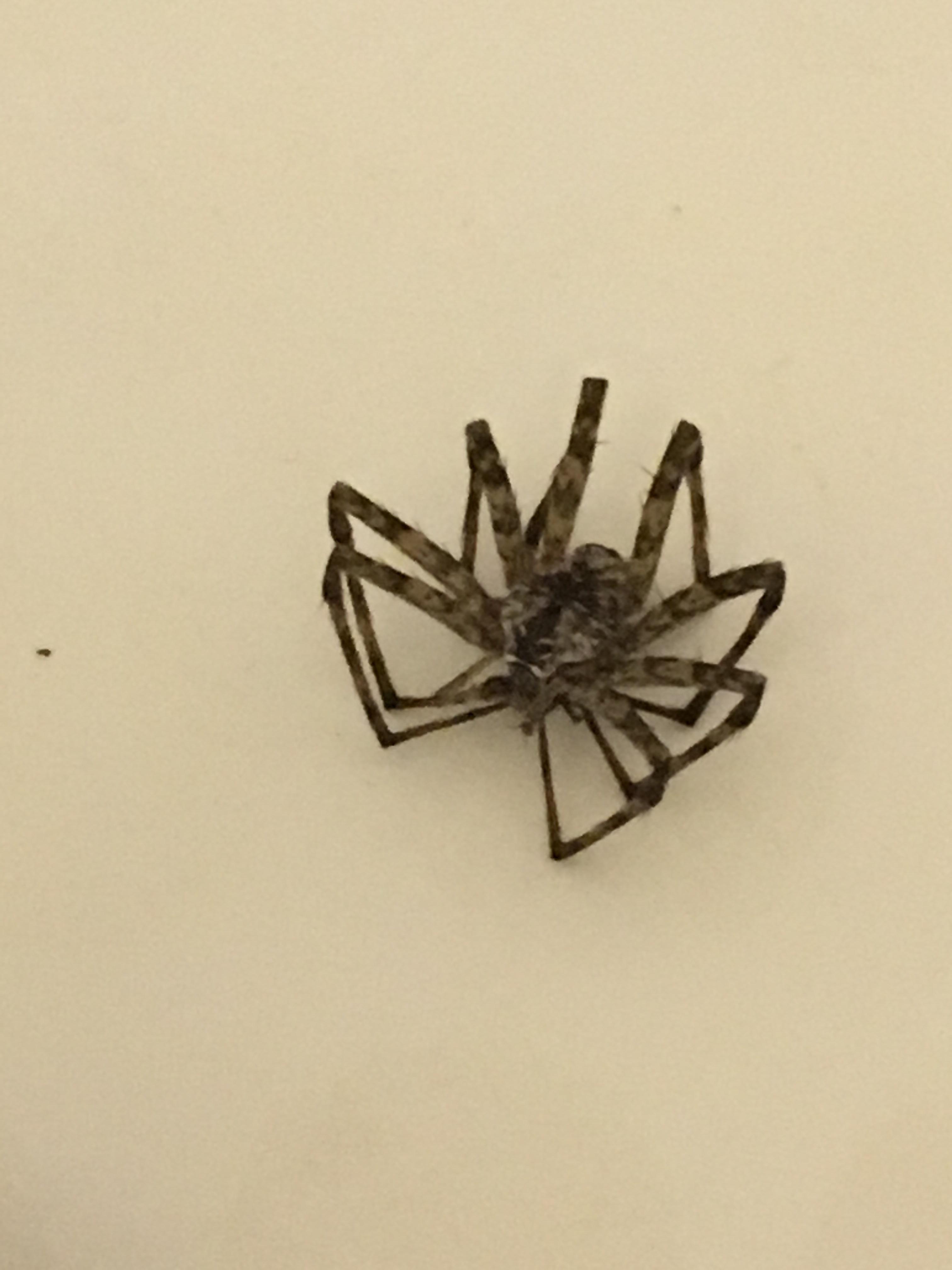 Dead spider in kid's bathtub? Size of a quarter, maybe a wolf? (Atlanta