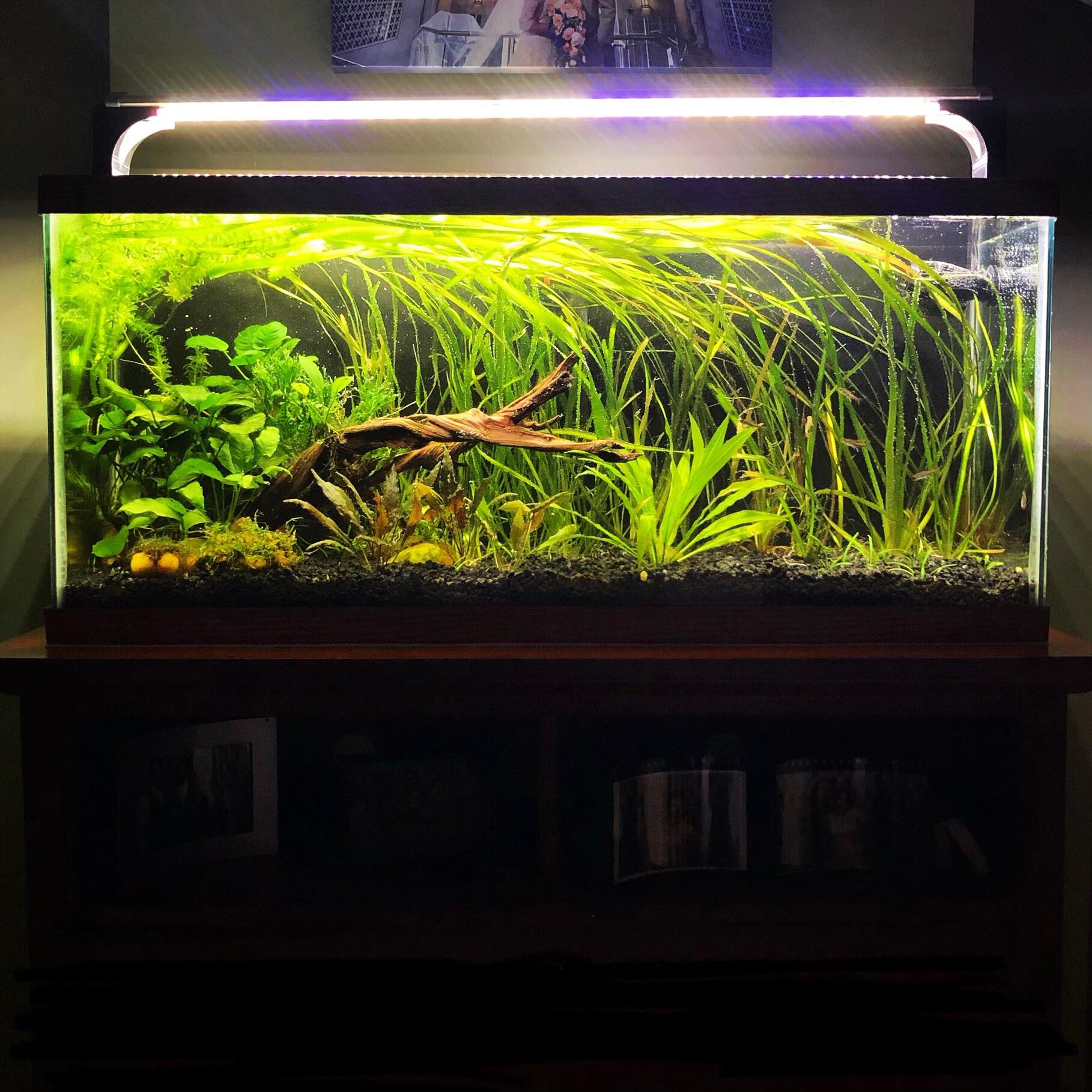 30 gallon dirted tank r/Aquariums