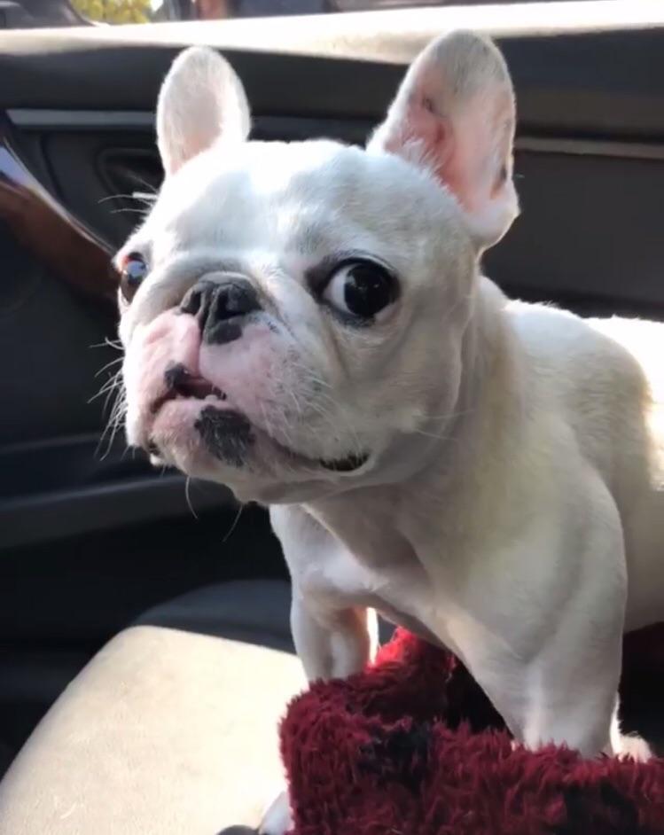 Could this frenchie be a mix of anything else? Can’t quite seem to find