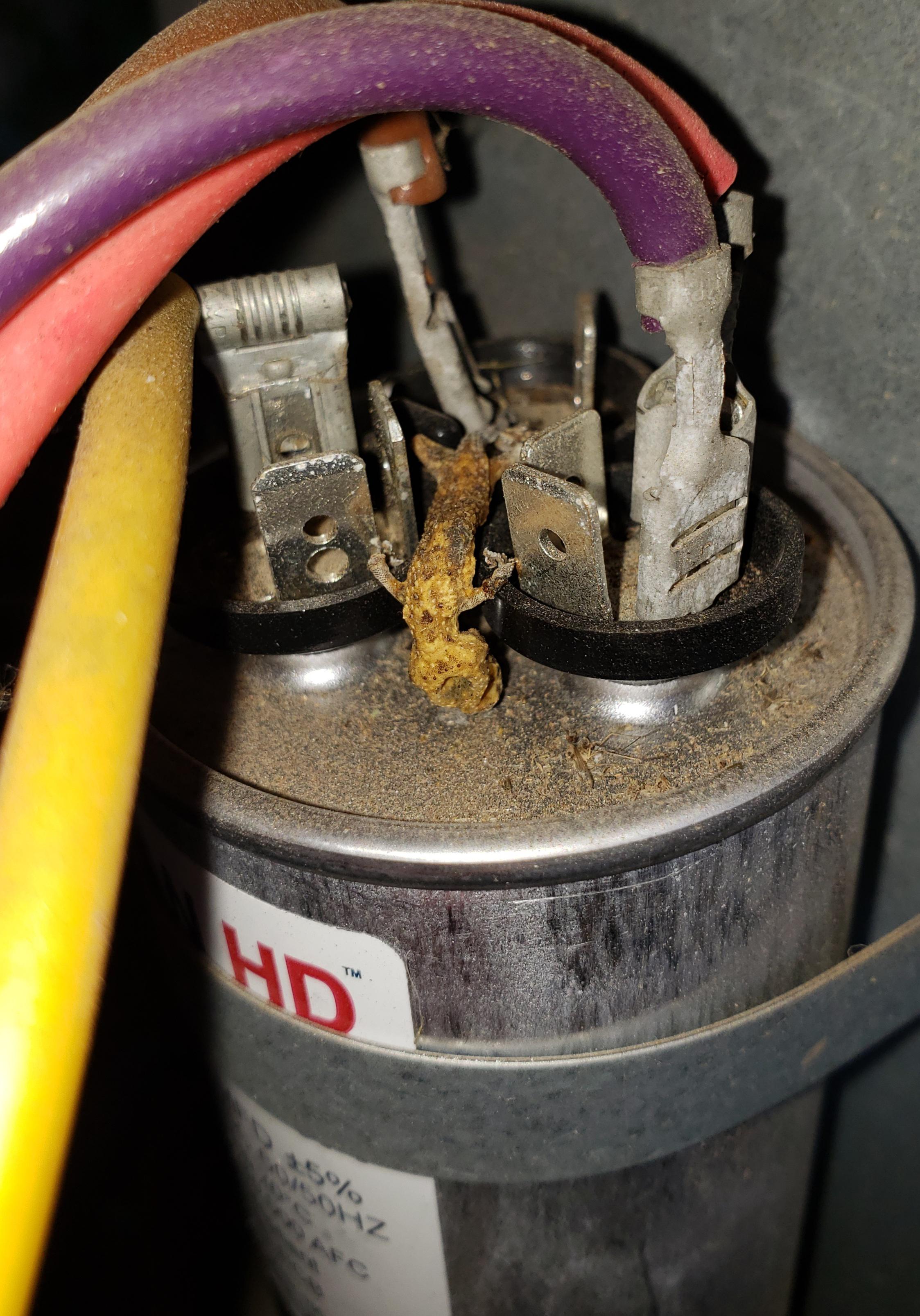 This little 🦎 gave his life keeping ants and ear wigs out of the contactor. I salute you brave