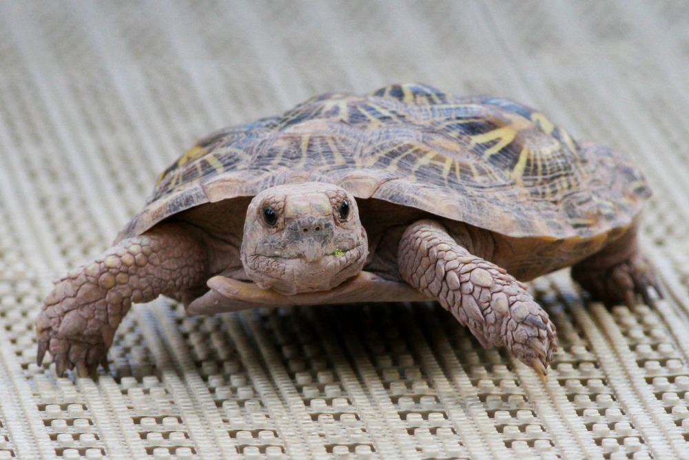 Pancake tortoises have light, flexible shells that allow them to wedge