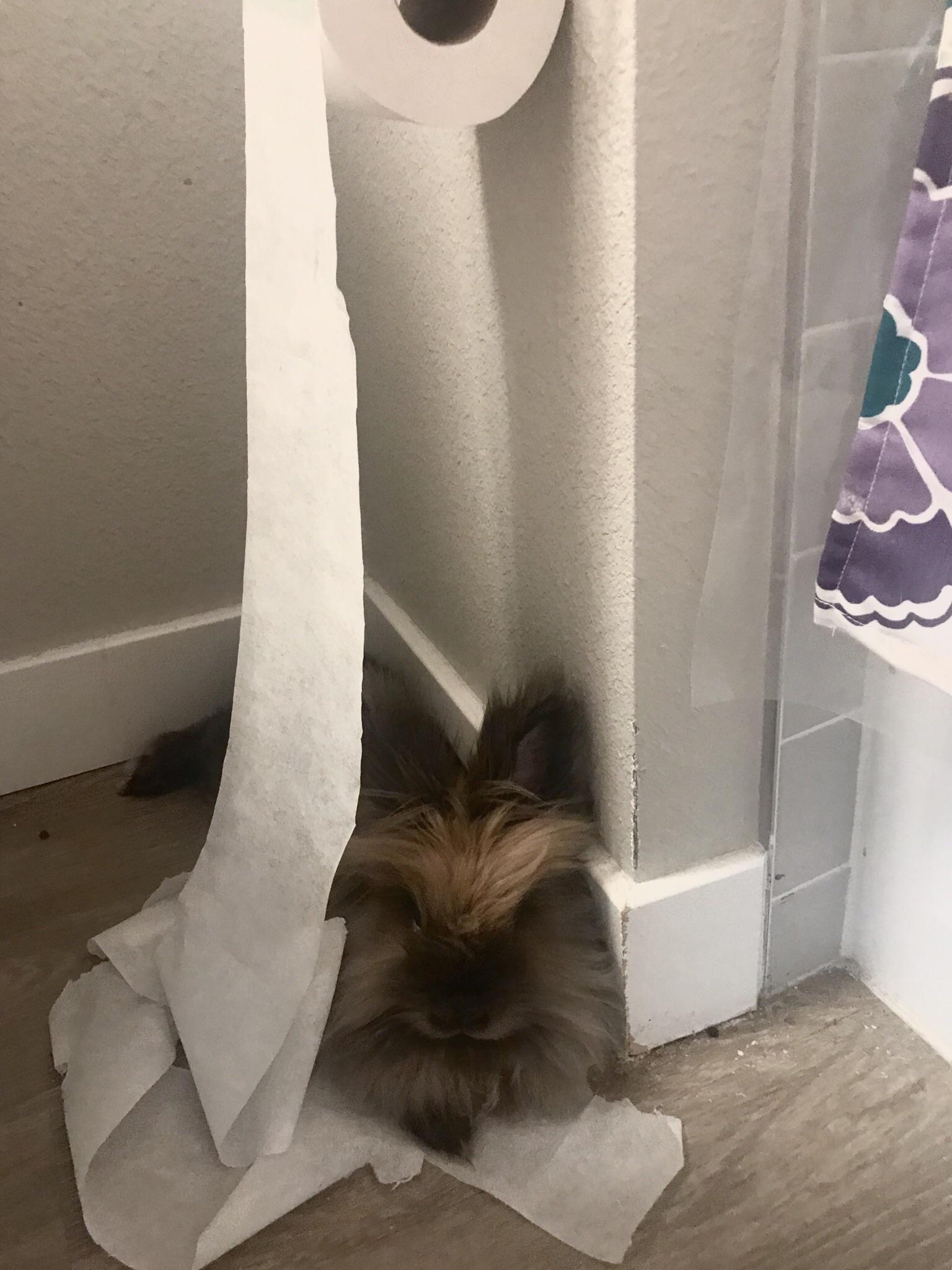 Found my pretty Penelope wrapped in a toilet paper nest 😂 r/Rabbits