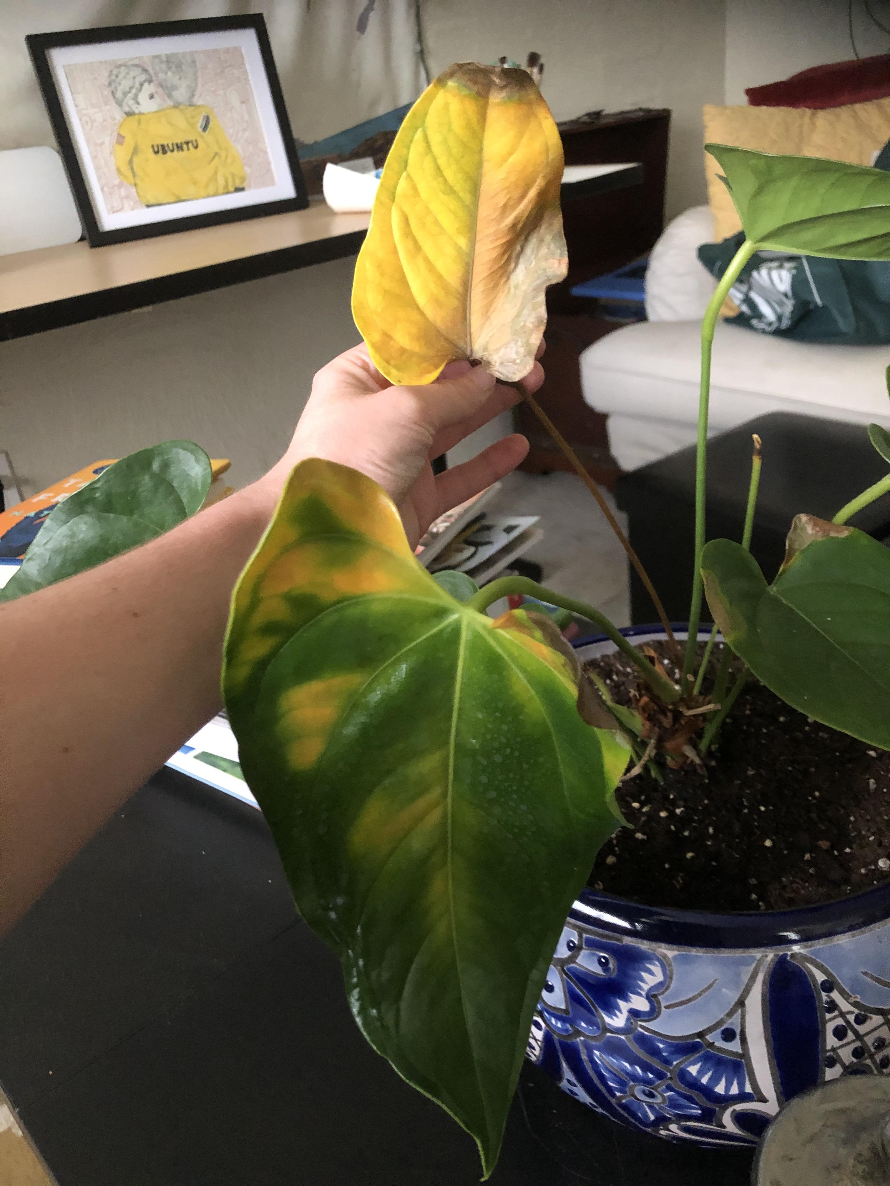 Thoughts on how to bring this guy back to life? Anthurium problemzzz