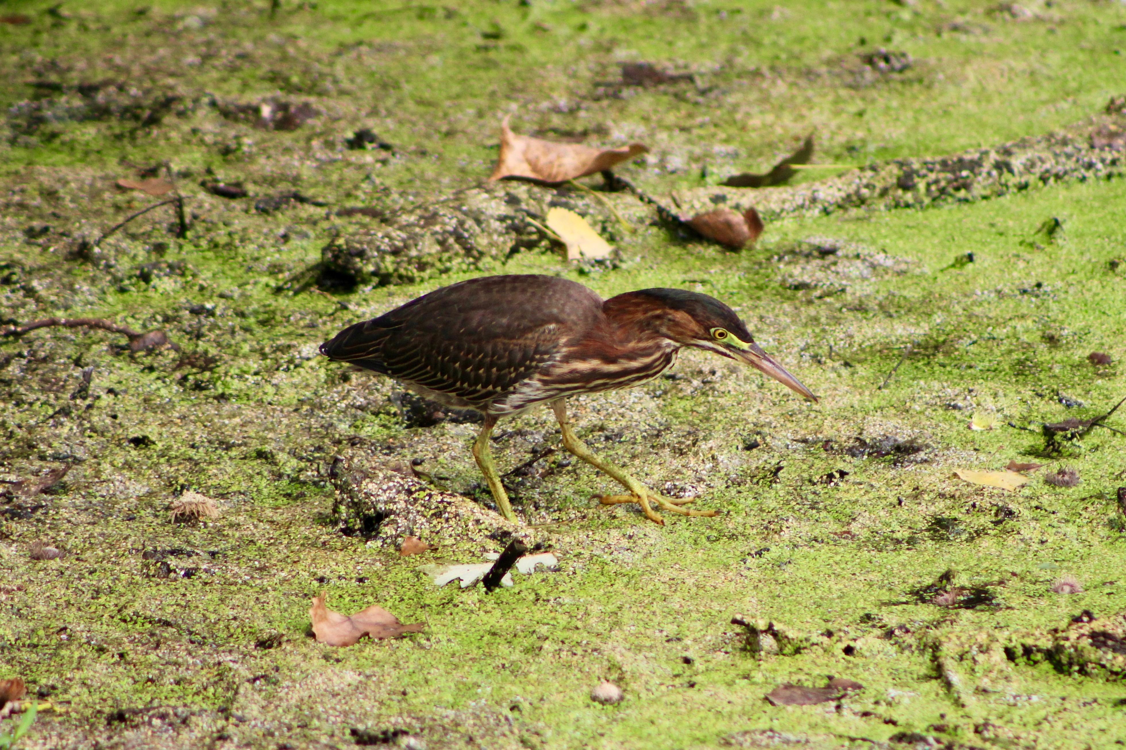 Juvenile Green Heron, or Least Bittern? Minnesota r/whatsthisbird