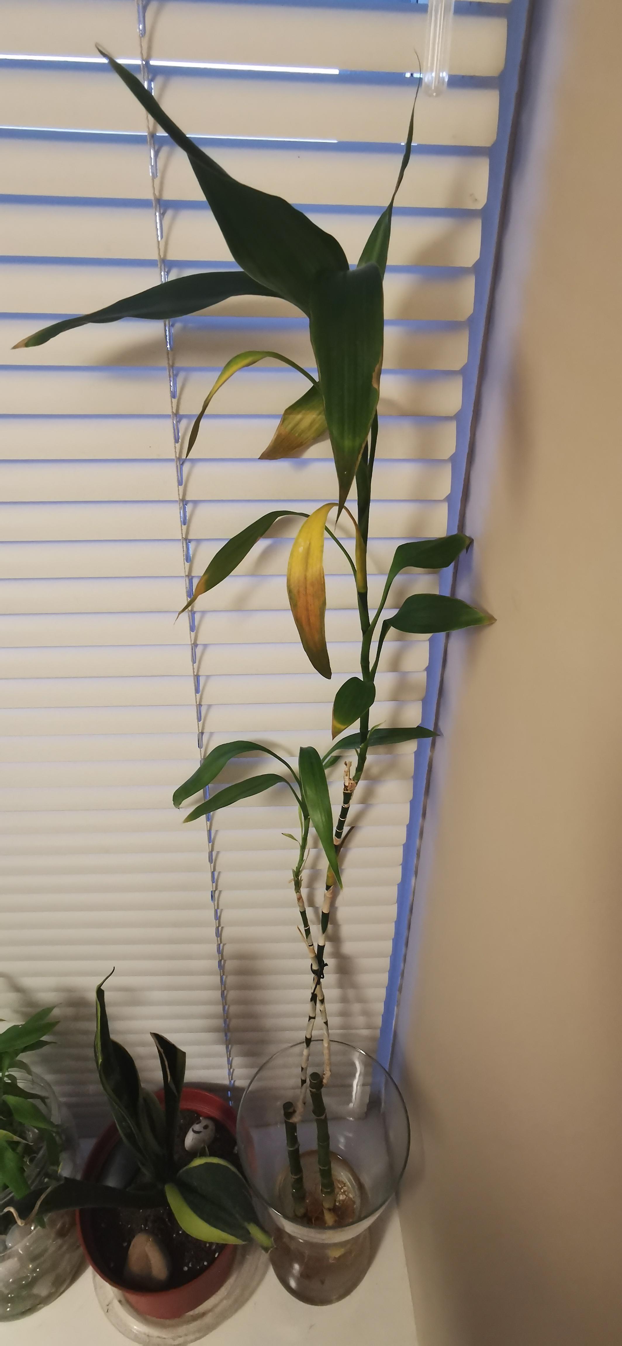 why are my lucky bamboo leaves yellowing? I sprinkle water often r/plants