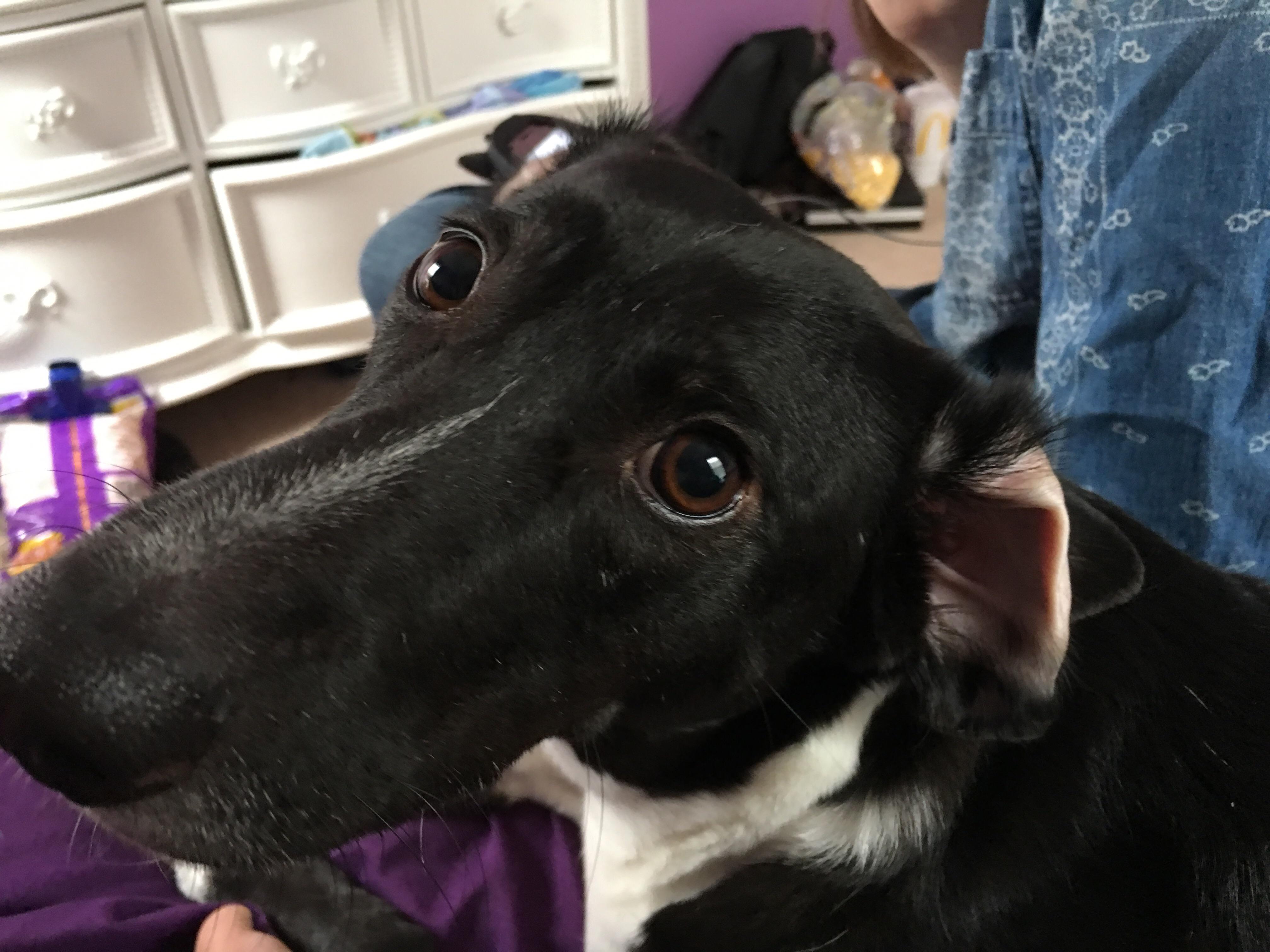 Doggo flipped his ear r/AnimalsBeingDerps