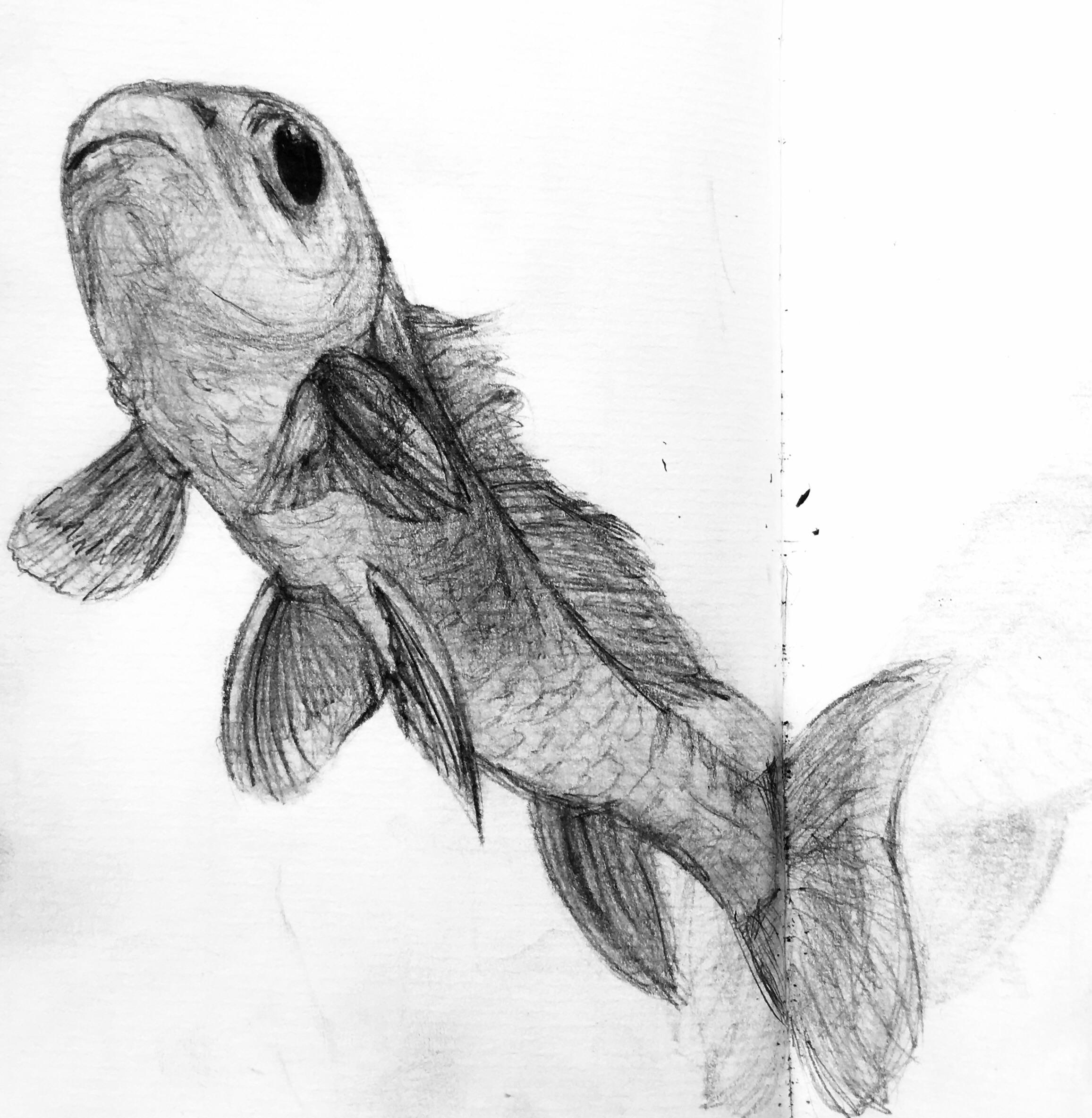 Pencil fish drawing
