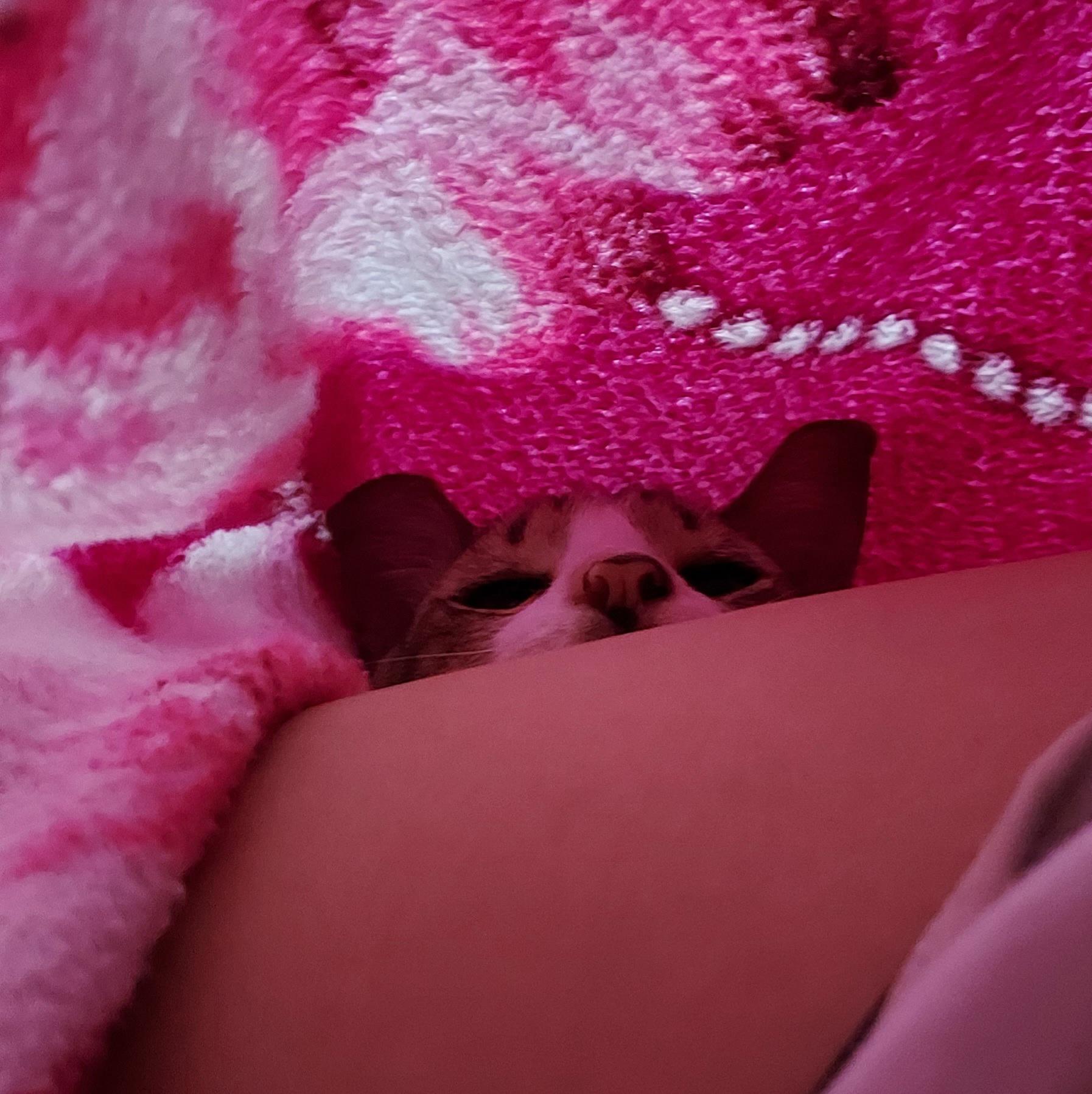 Under the sheets r/catsofrph