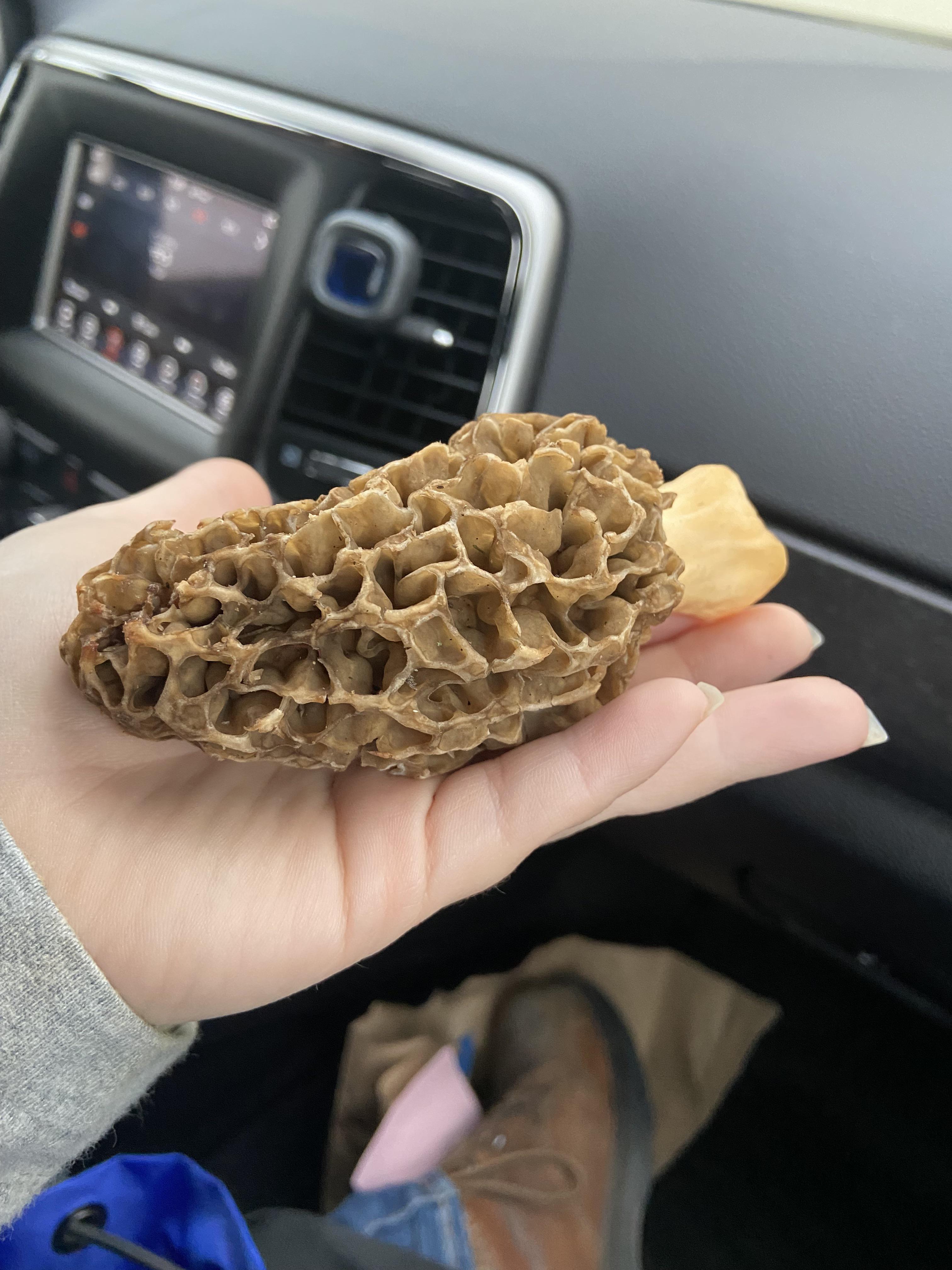 Indiana r/Morel_Hunting
