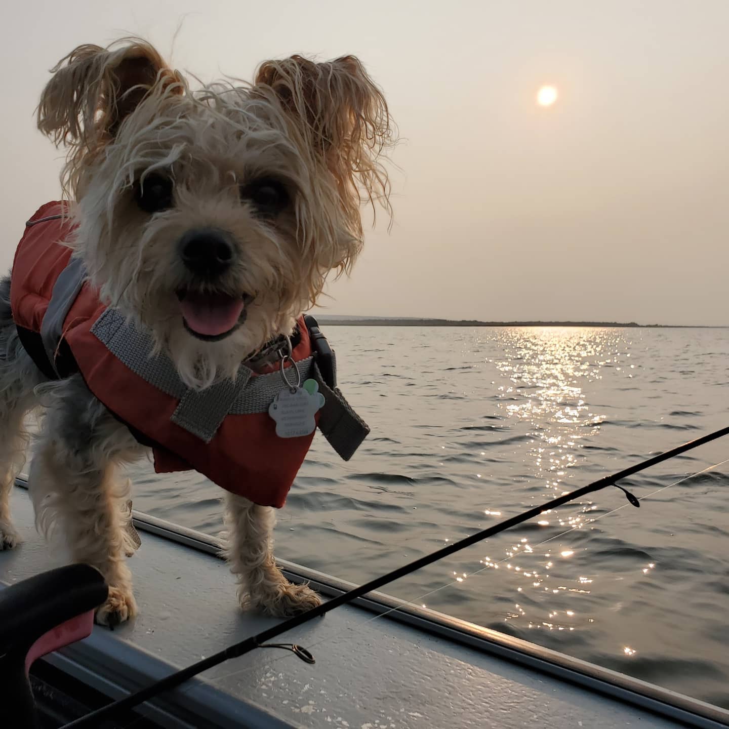 Captain SlimDog r/Yorkies