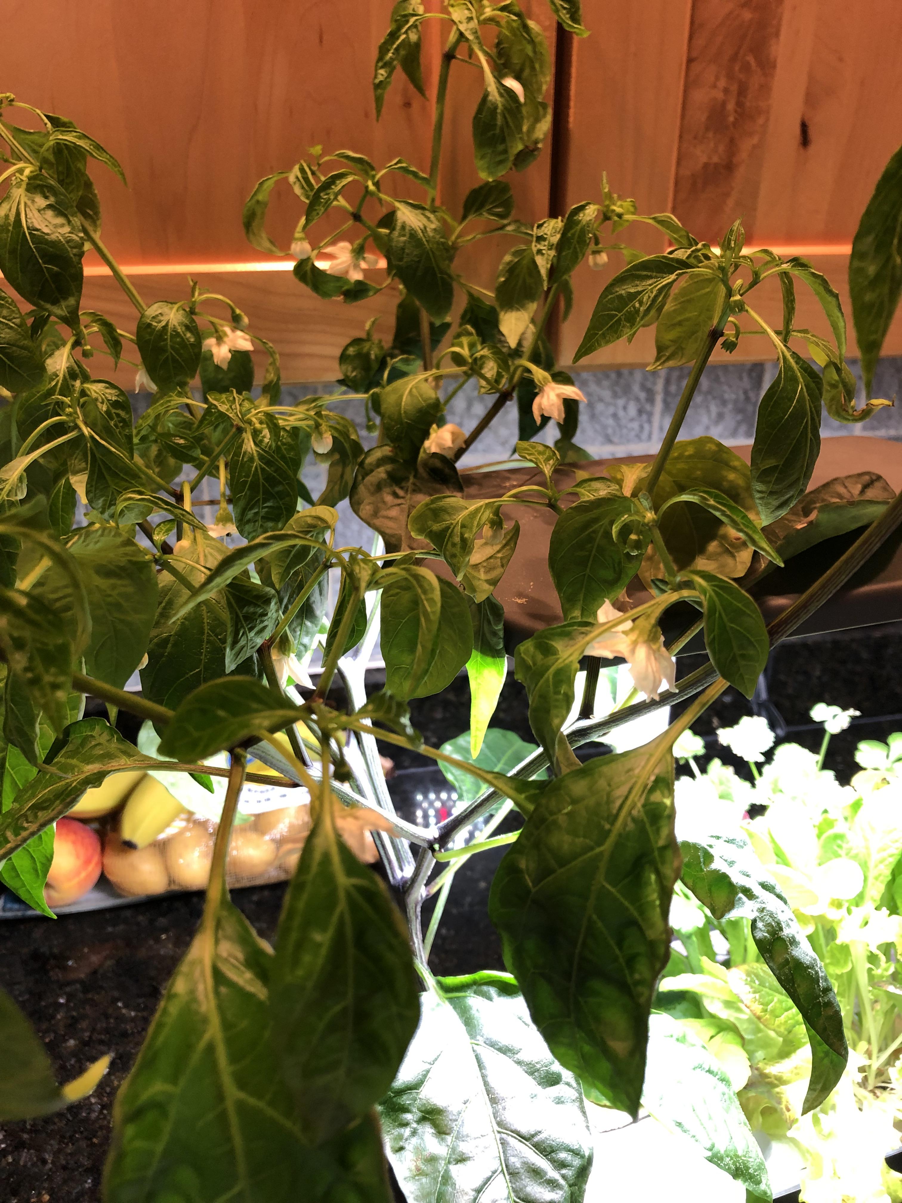 Aerogarden Jalaepeno Plant how long until I should see peppers. It