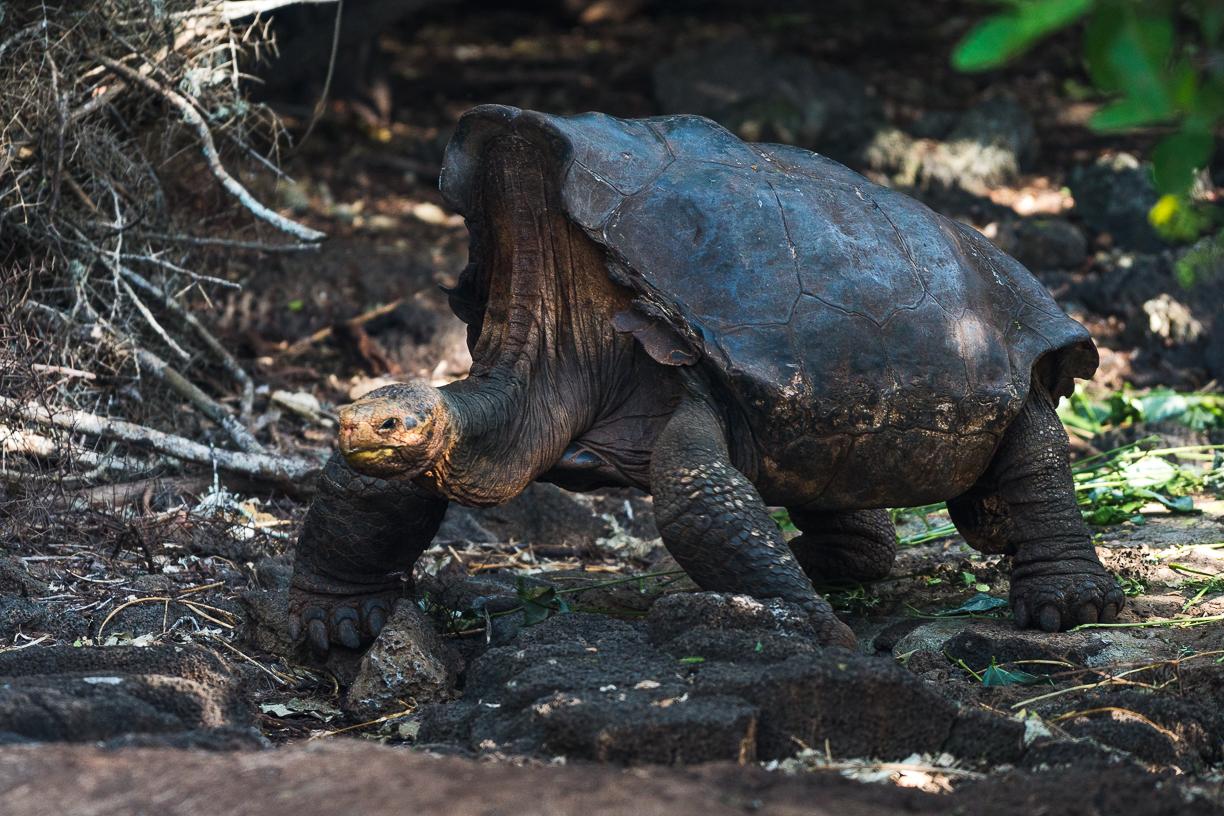 Meet San Diego legend, Diego the Giant Tortoise who 'single' handedly
