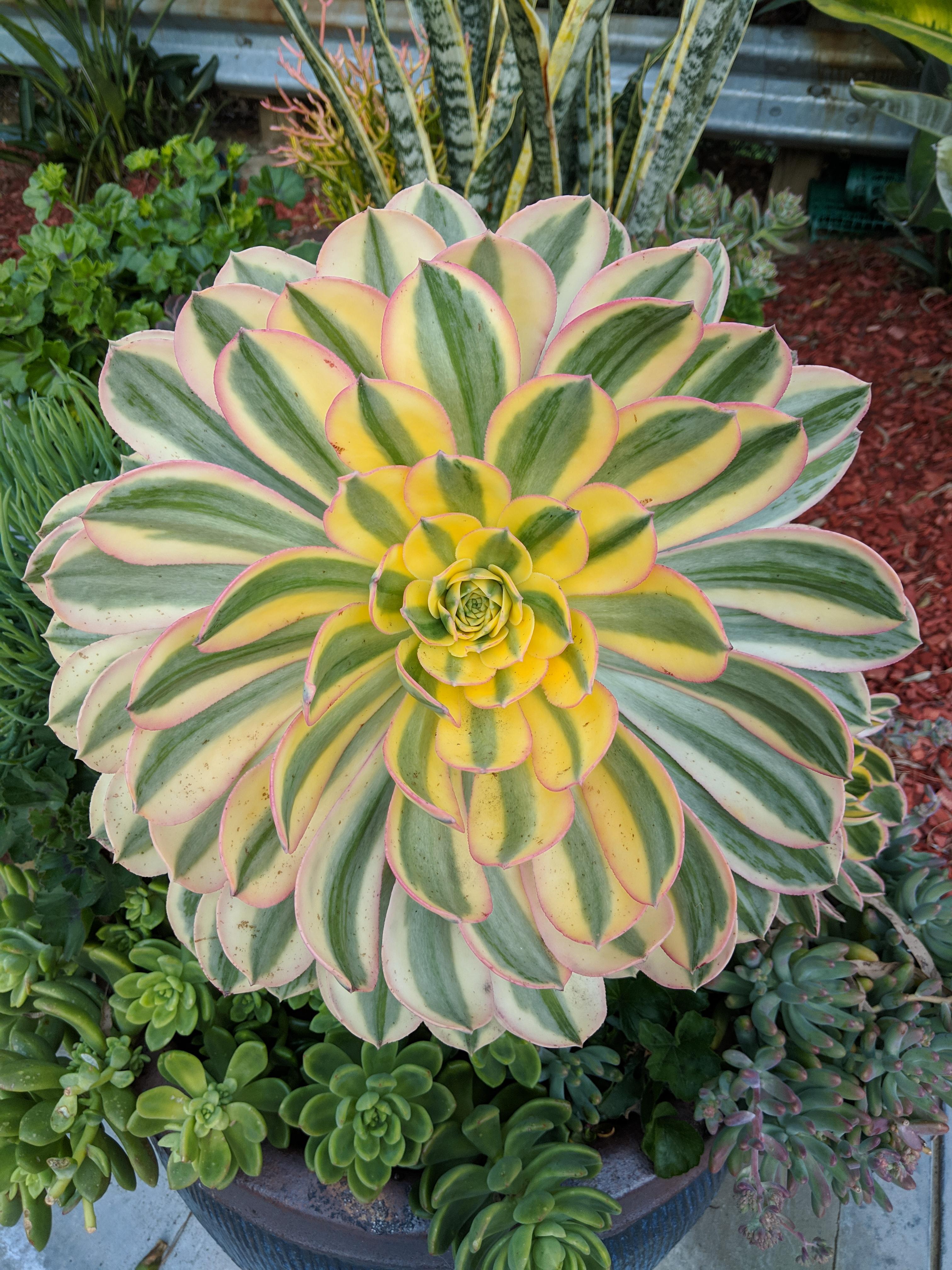 Wishing you a day as beautiful as this San Diego succulent r/plants