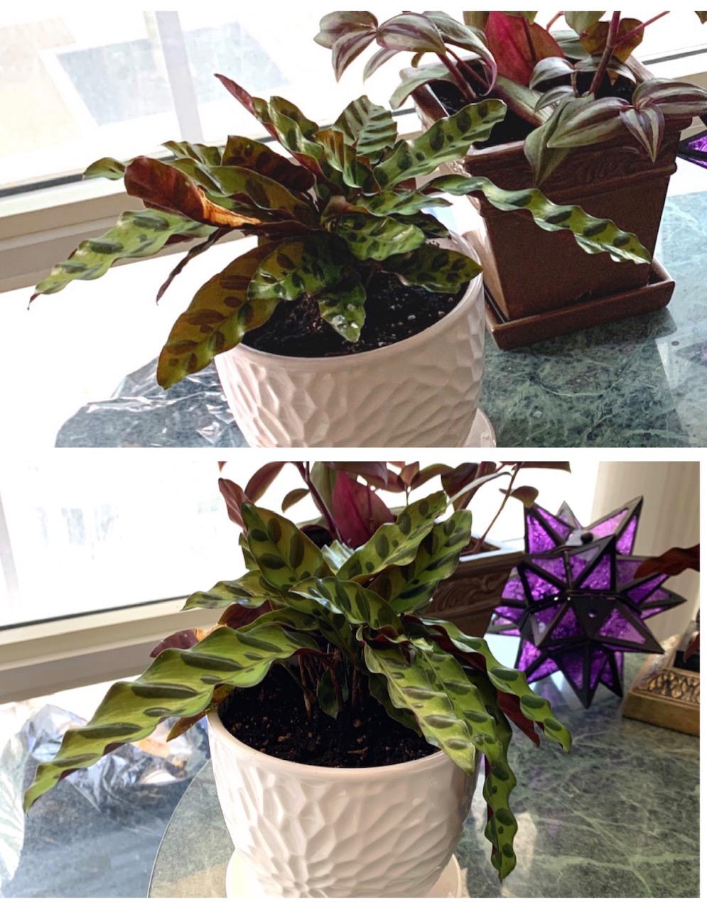 Rattlesnake Calathea Leaves Drooping (info in comments) r/houseplants
