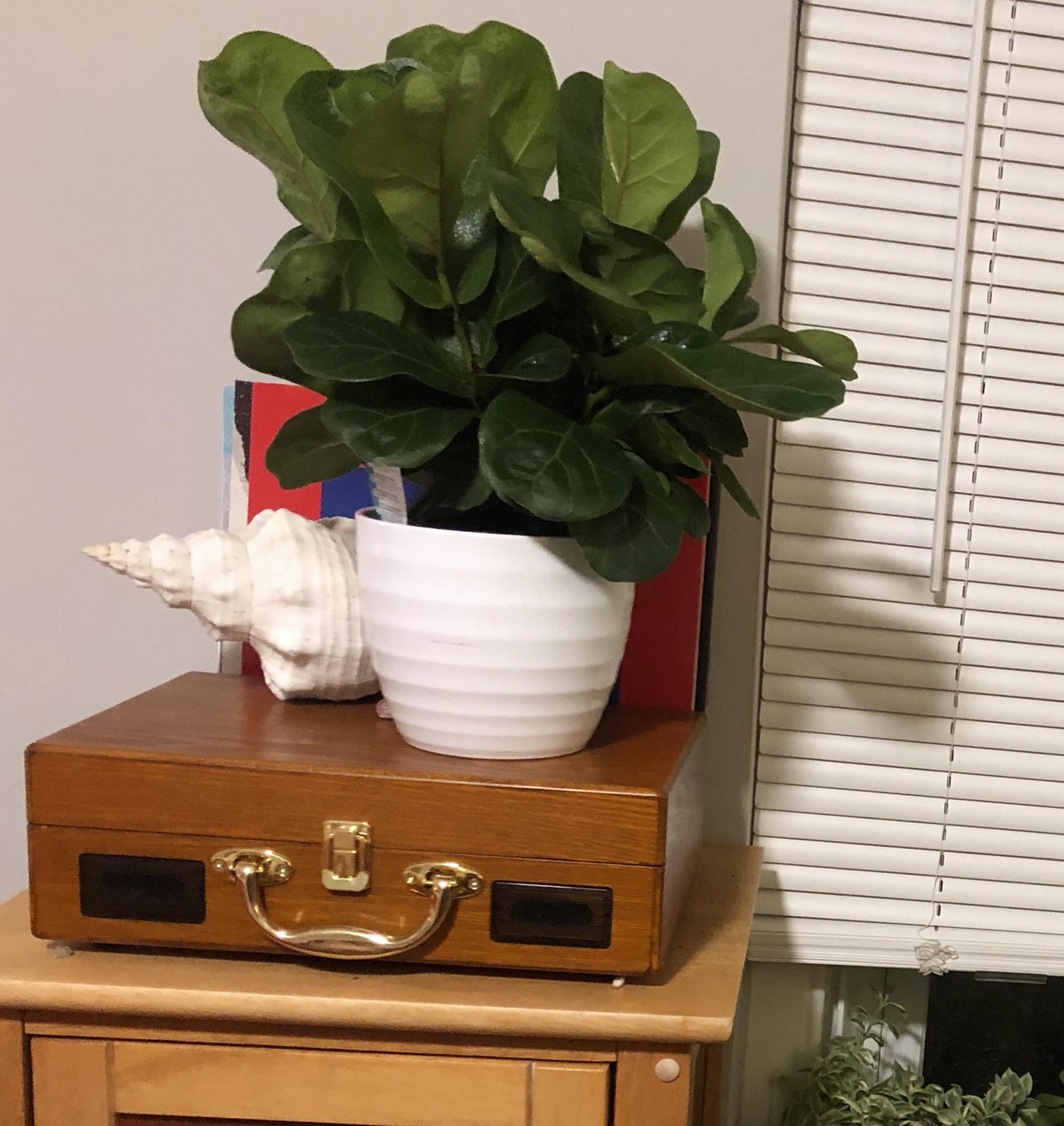 Got this little fiddle plant for 8 today )