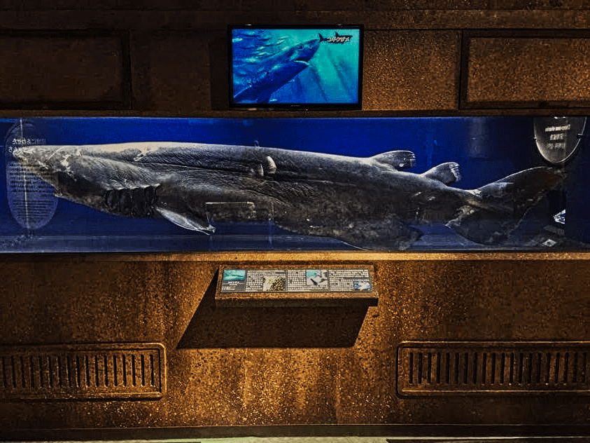 A preserved Greenland shark, taken at the Osaka Aquarium in Japan (07