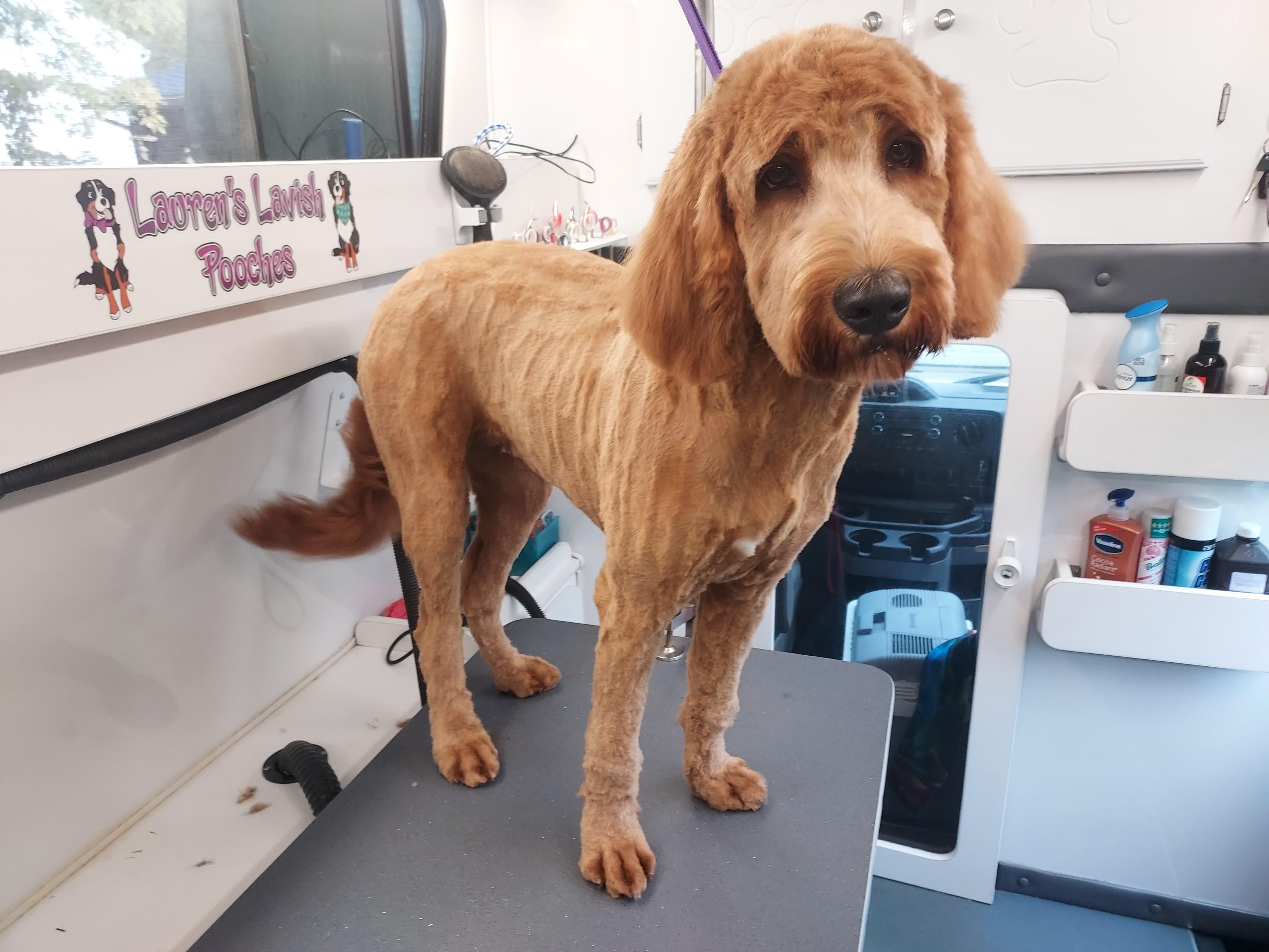 How to Avoid Clipper Lines? More Details in Comments r/doggrooming