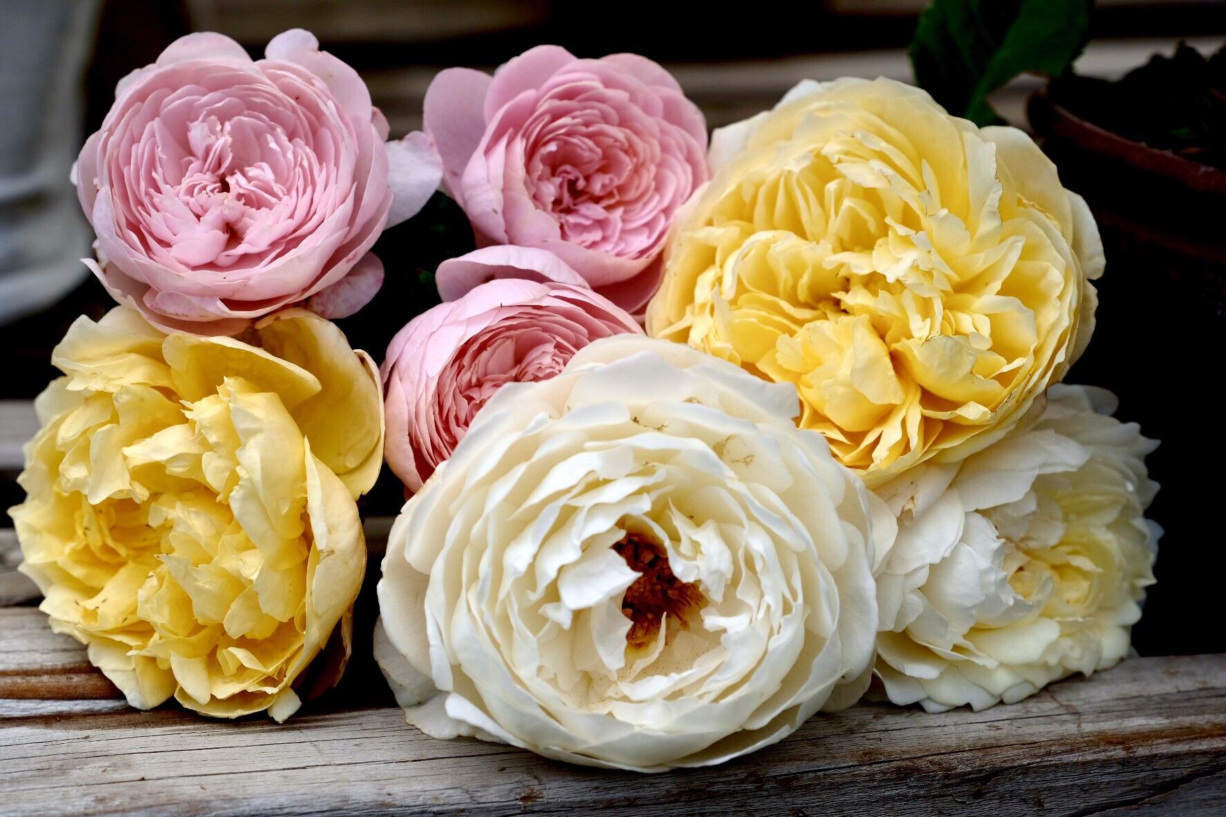 English Roses from my Colorado Garden r/gardening