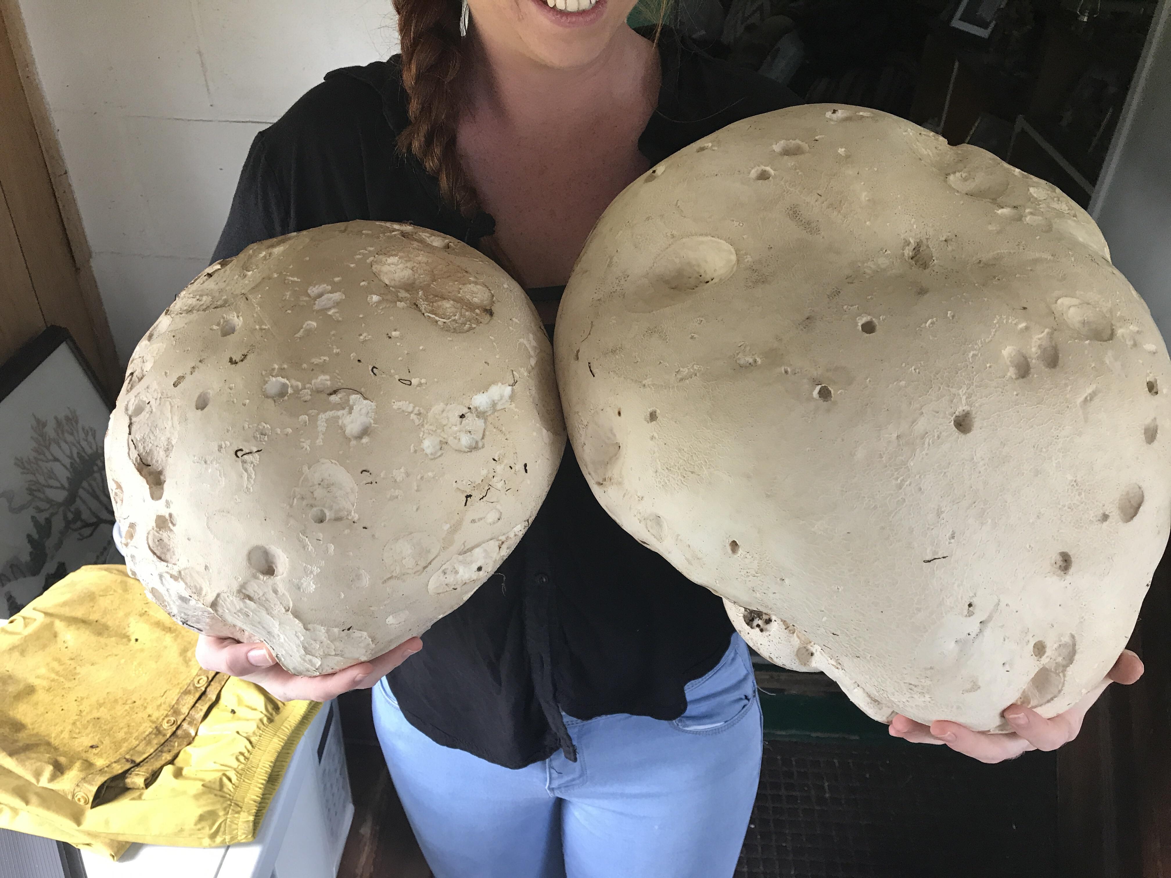 Giant puffballs r/mycology