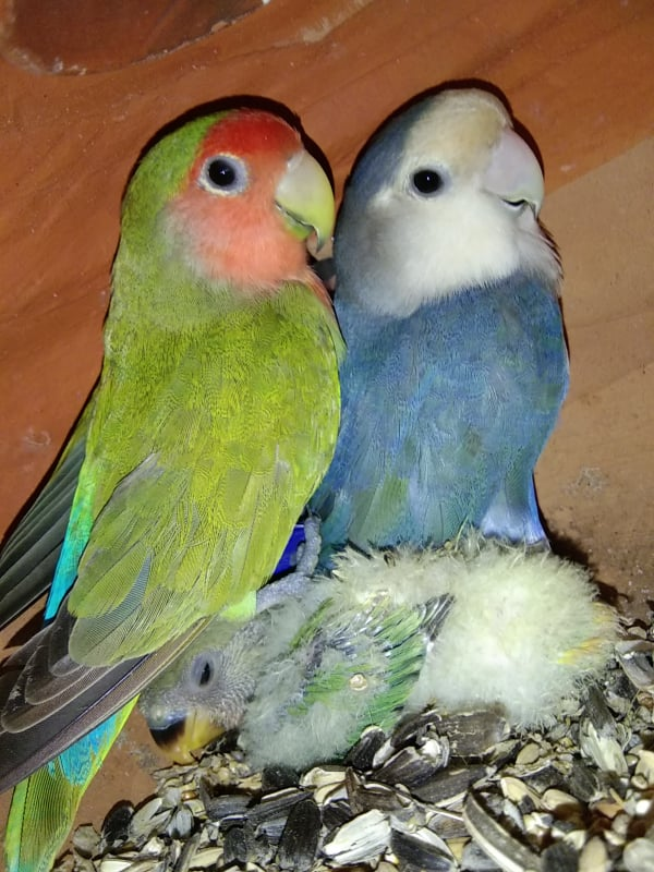 Hello there, people! Recently someone bought this pair and he doesn't