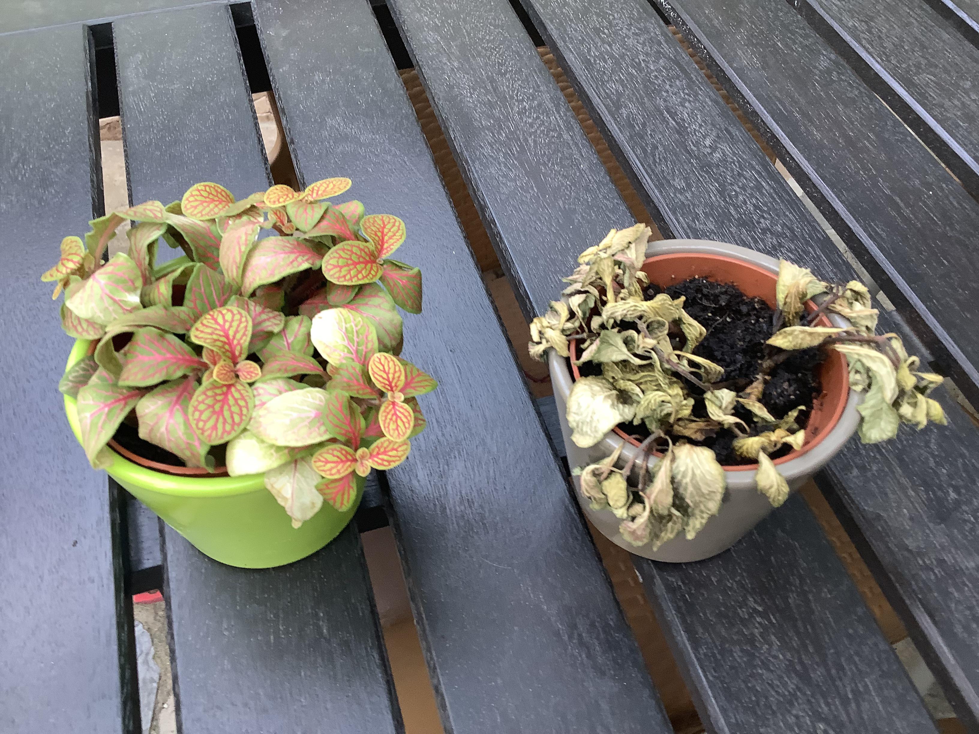 THIS IS URGENT,my nerve plants have shown signs of wilting and turns