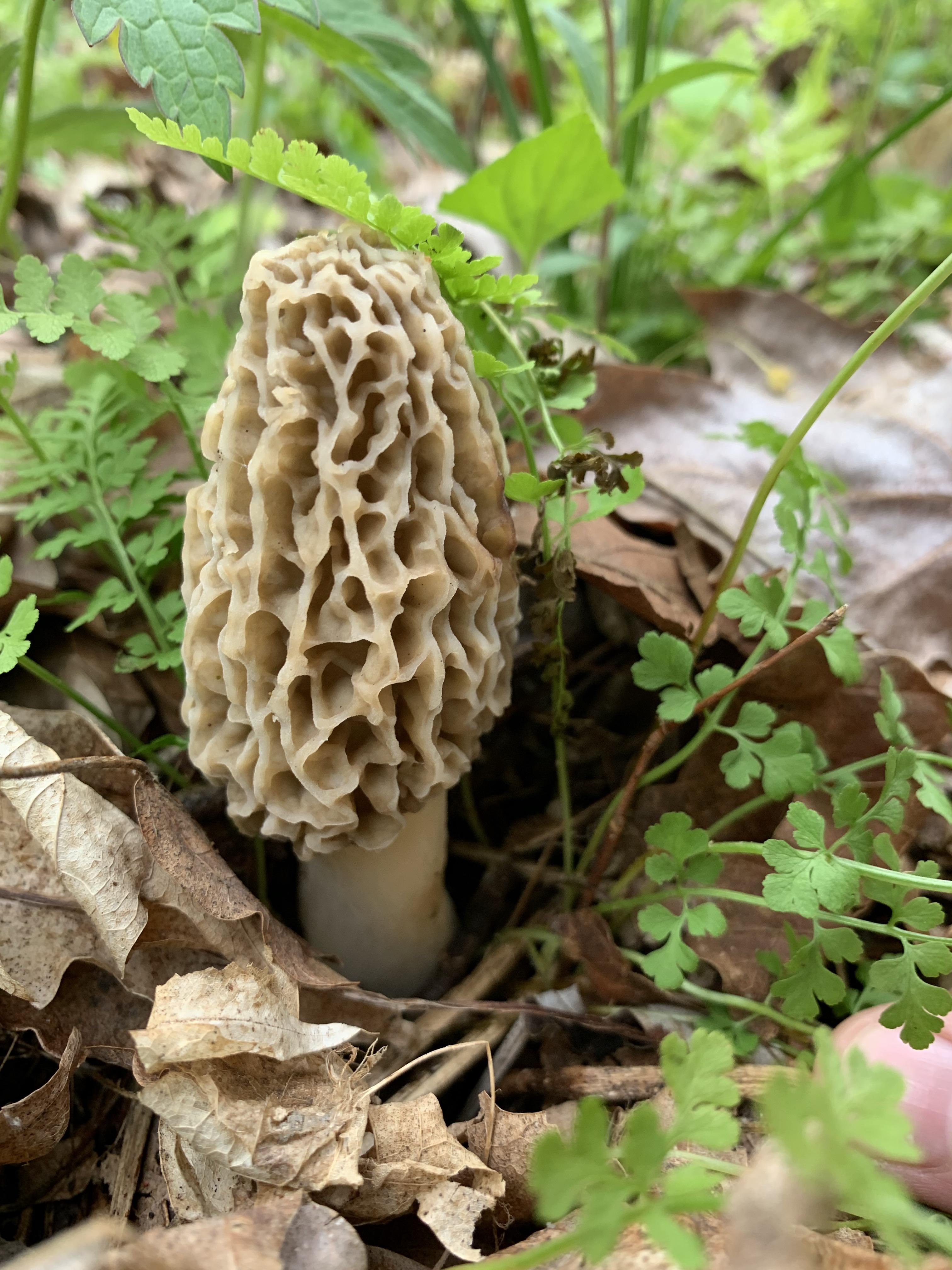 Who’s ready for 2022 Morel season? r/Morels