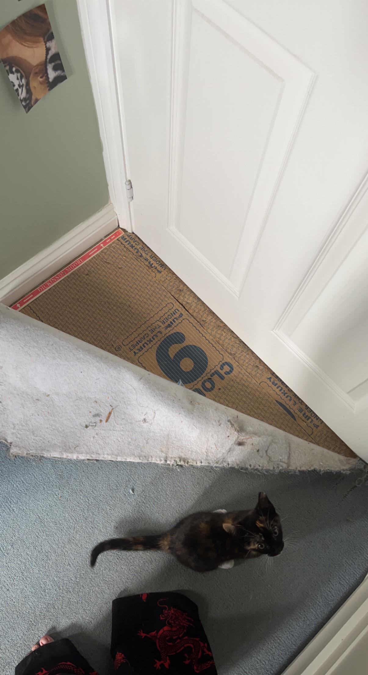 Note to self Don’t leave a kitten alone in a room for more than 5