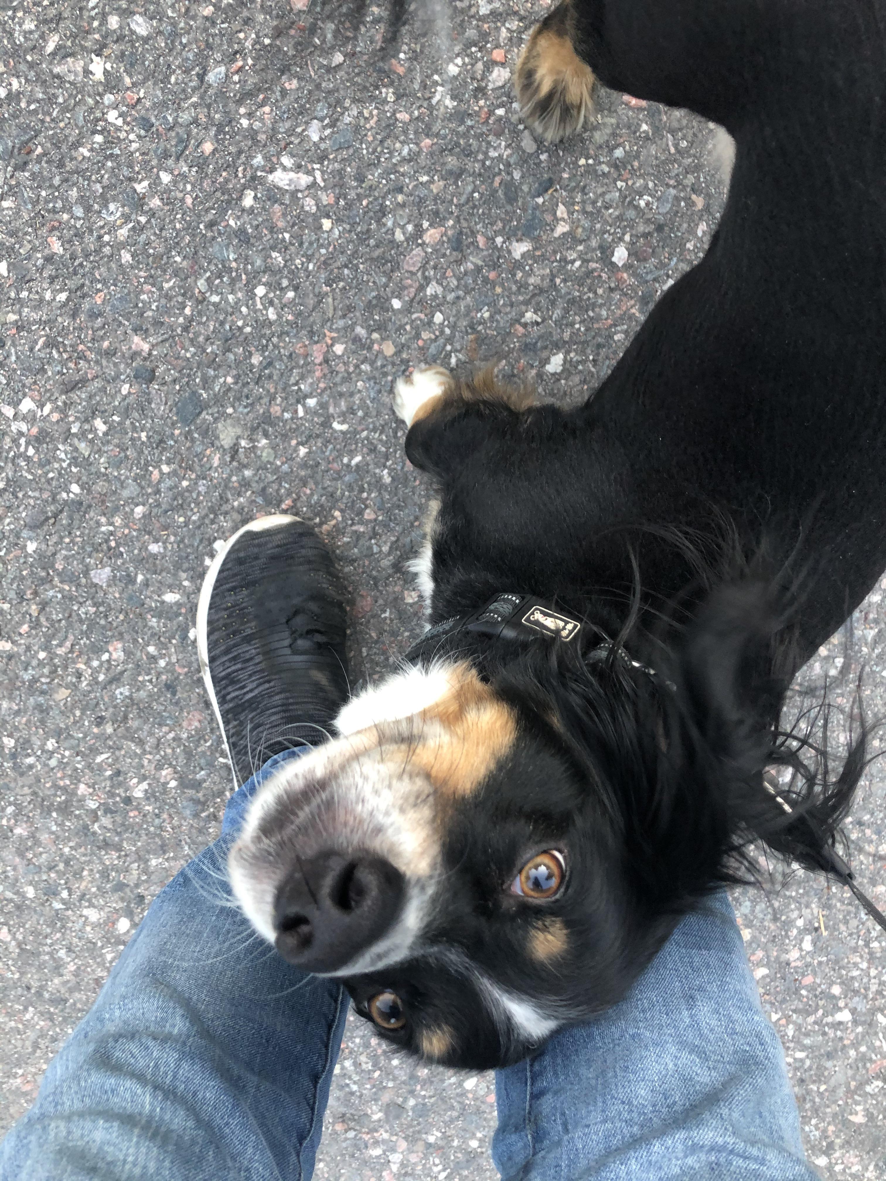 My dog just stops when on a walk and doesn’t move untill I pet him