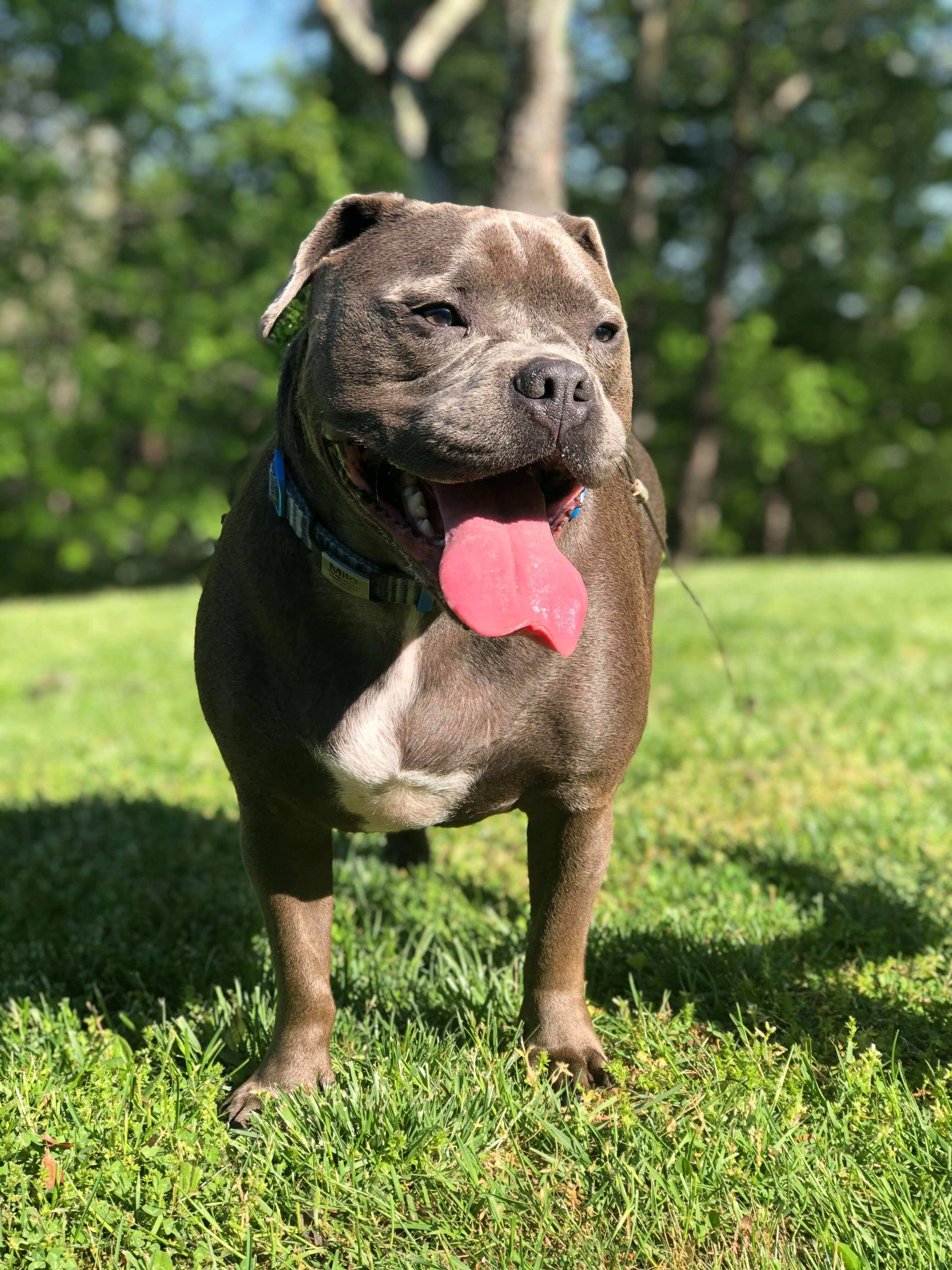 My French bulldog/ American XXL Bully mix. He's the sweetest. r/DogPics