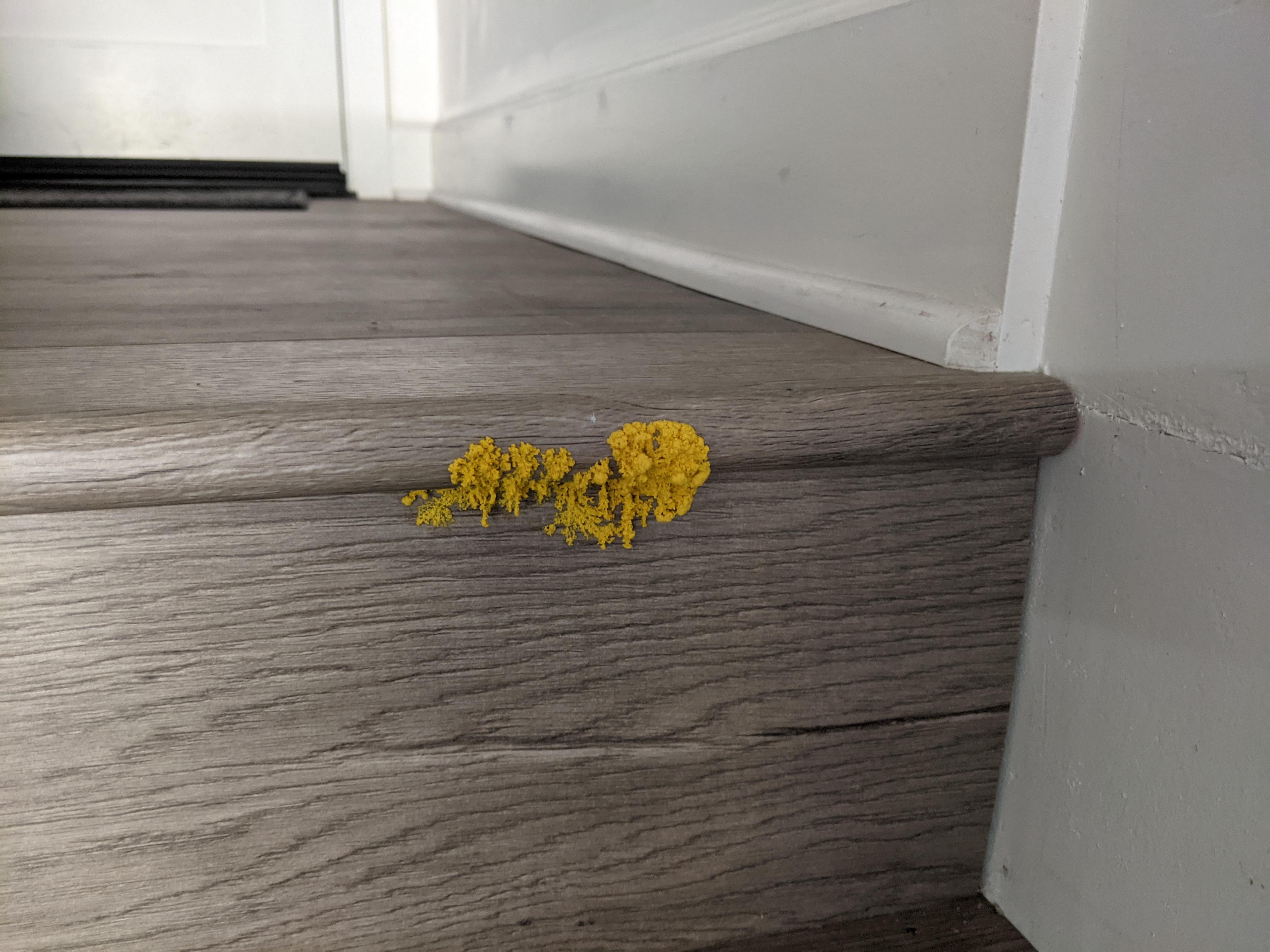 Plant growing from underneath our garage stairs. These stairs lead from