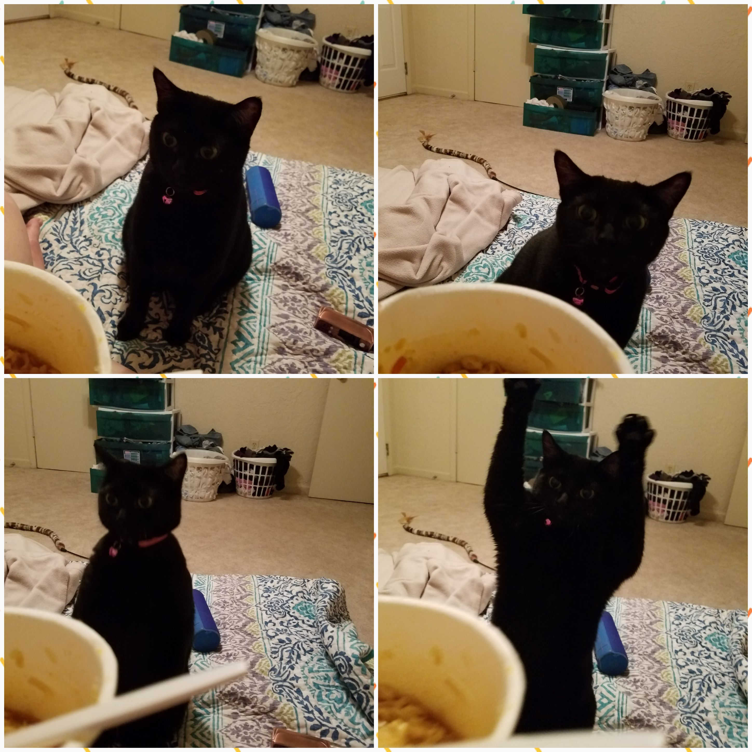 My cat What's that you got there? Is that Ramen Noodles? That IS Ramen